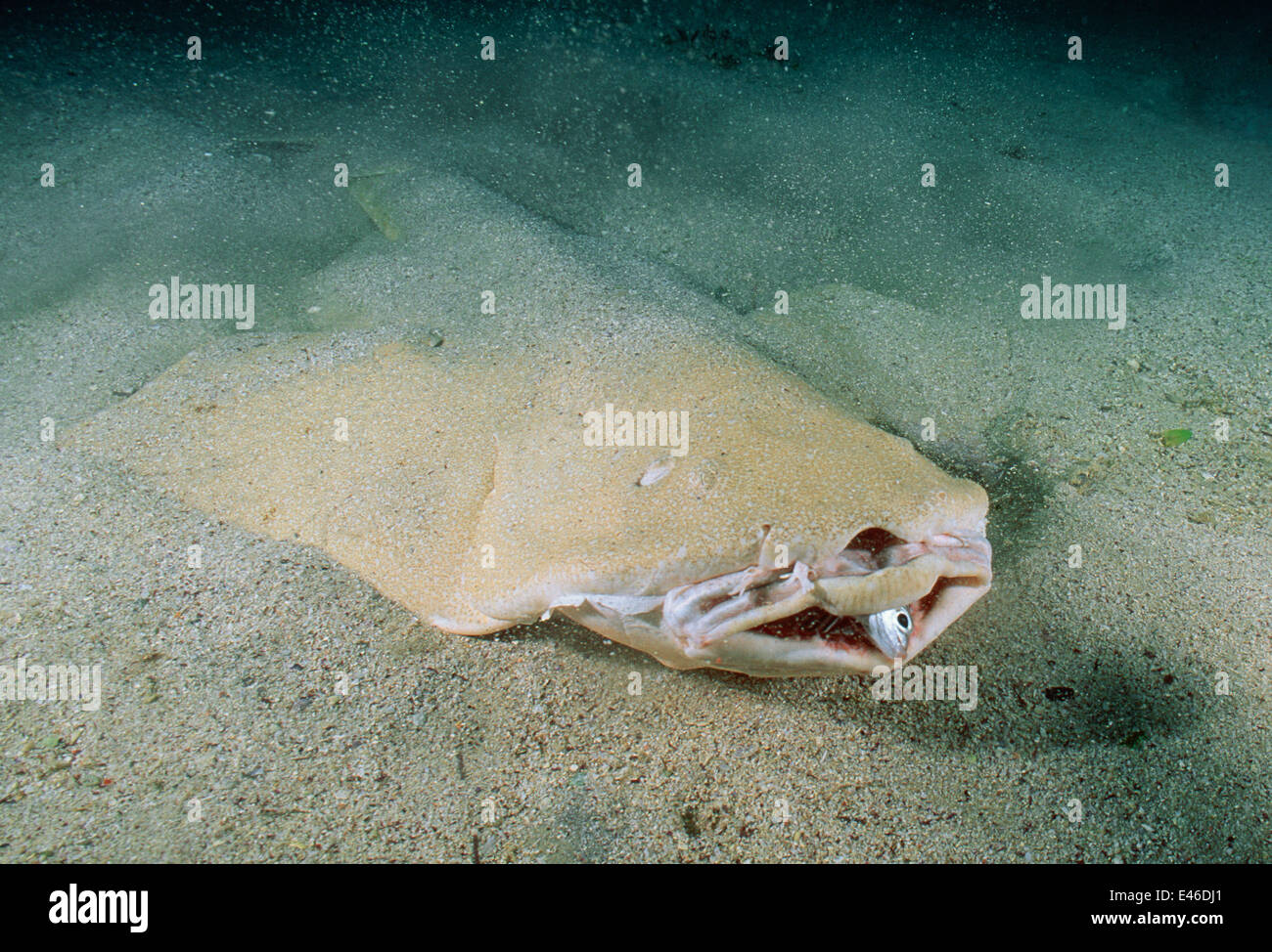 Australian Angel Shark (Squatina australis) feeding on Yellowtail Scad (Trachurus novaezelandiae) Australia Jervis Bay Stock Photo