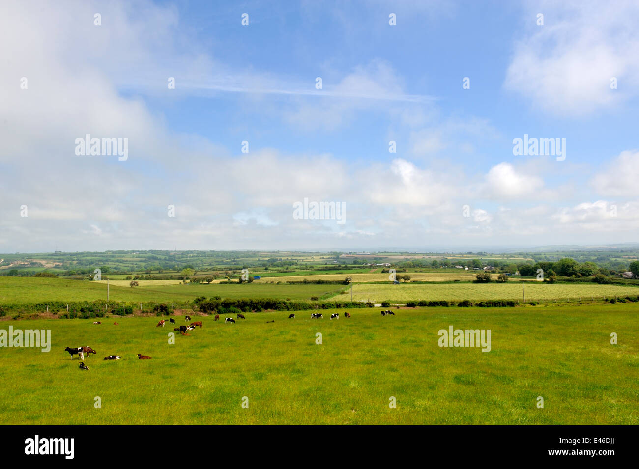 Farm field with dairy cattle grazing and view to patchwork of fields beyond, Penfeldr. Pembrokeshire, Wales, UK Stock Photo