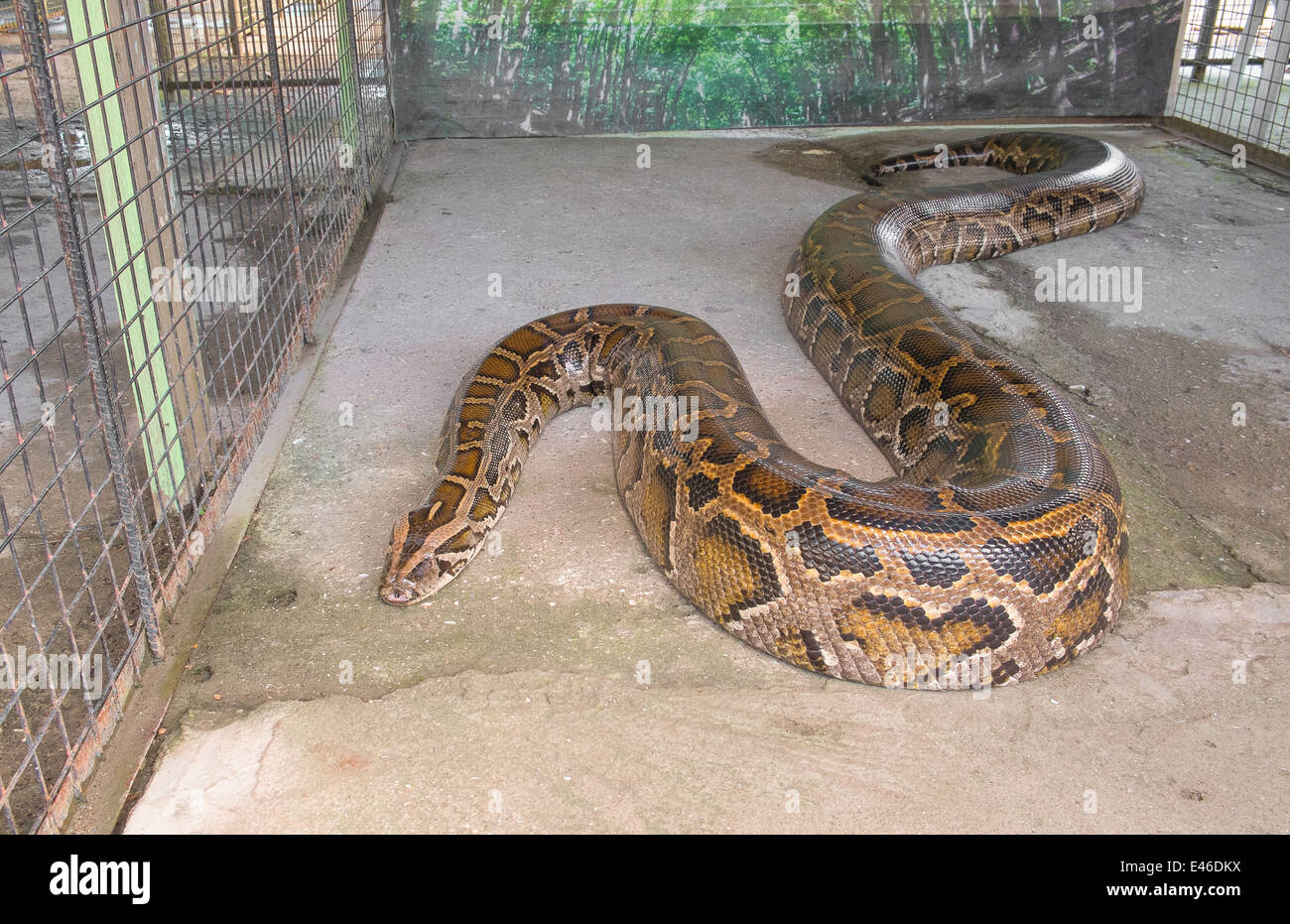 Big python snake hi-res stock photography and images - Alamy