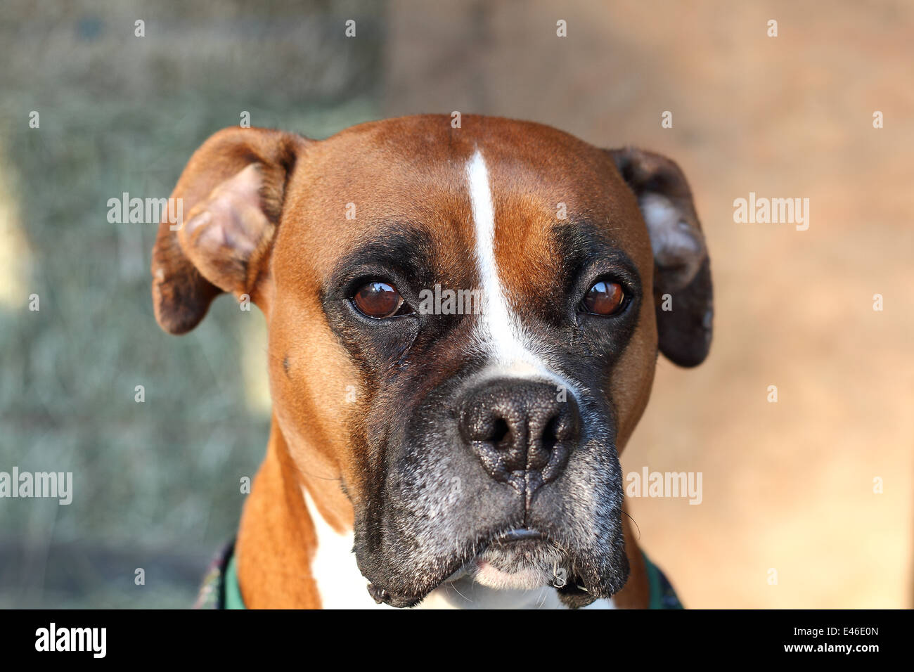 Boxer Dog portrait Stock Photo