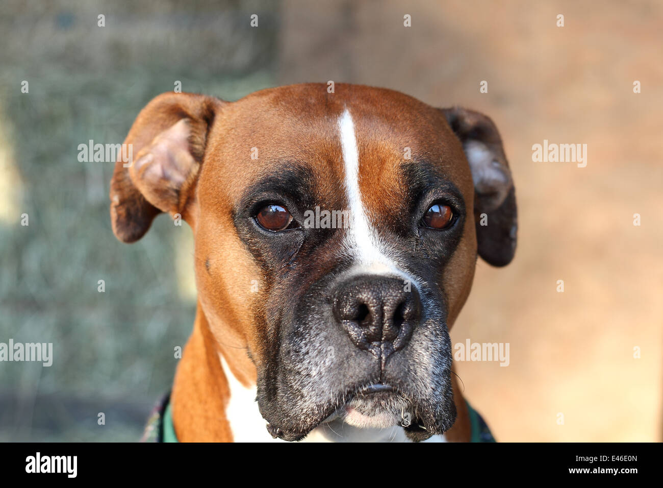 Dog boxer nose hi res stock photography and images Alamy