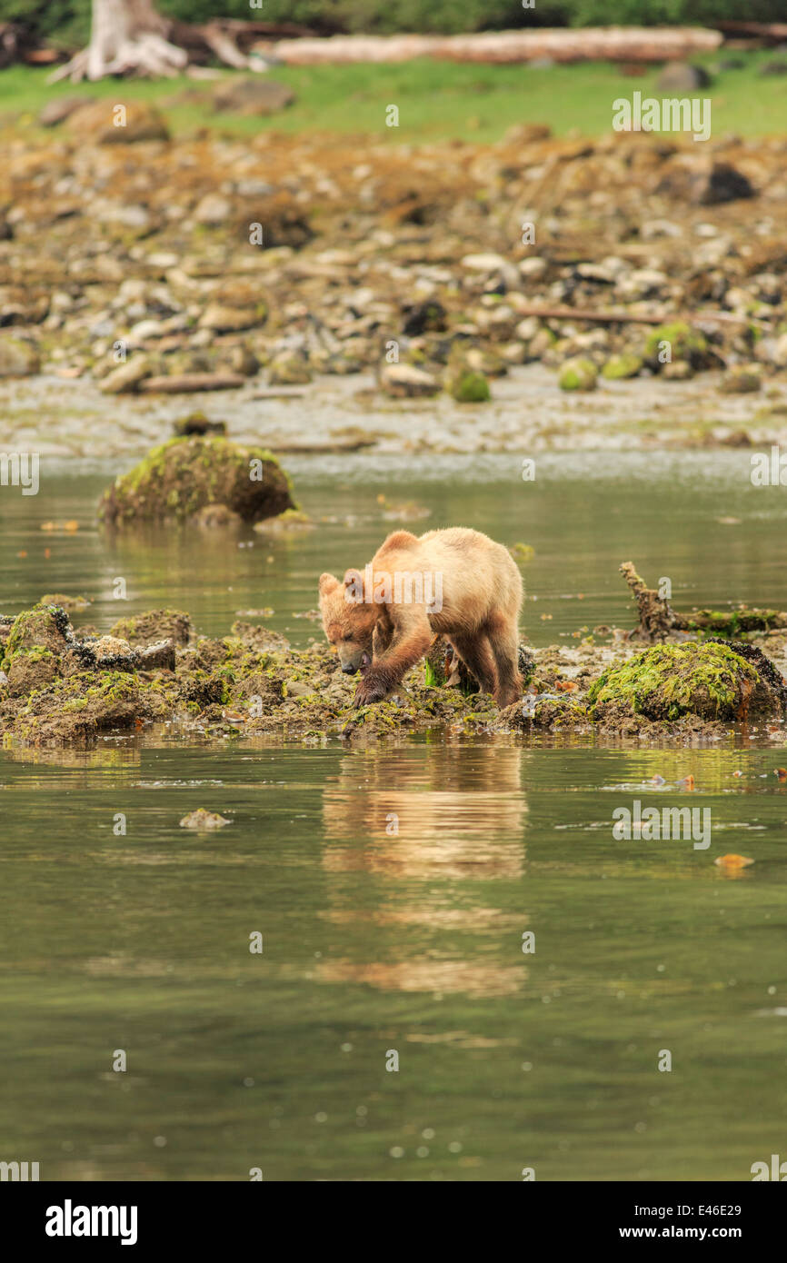 Grizzly Bears in Knight Inlet, British Columbia. Stock Photo