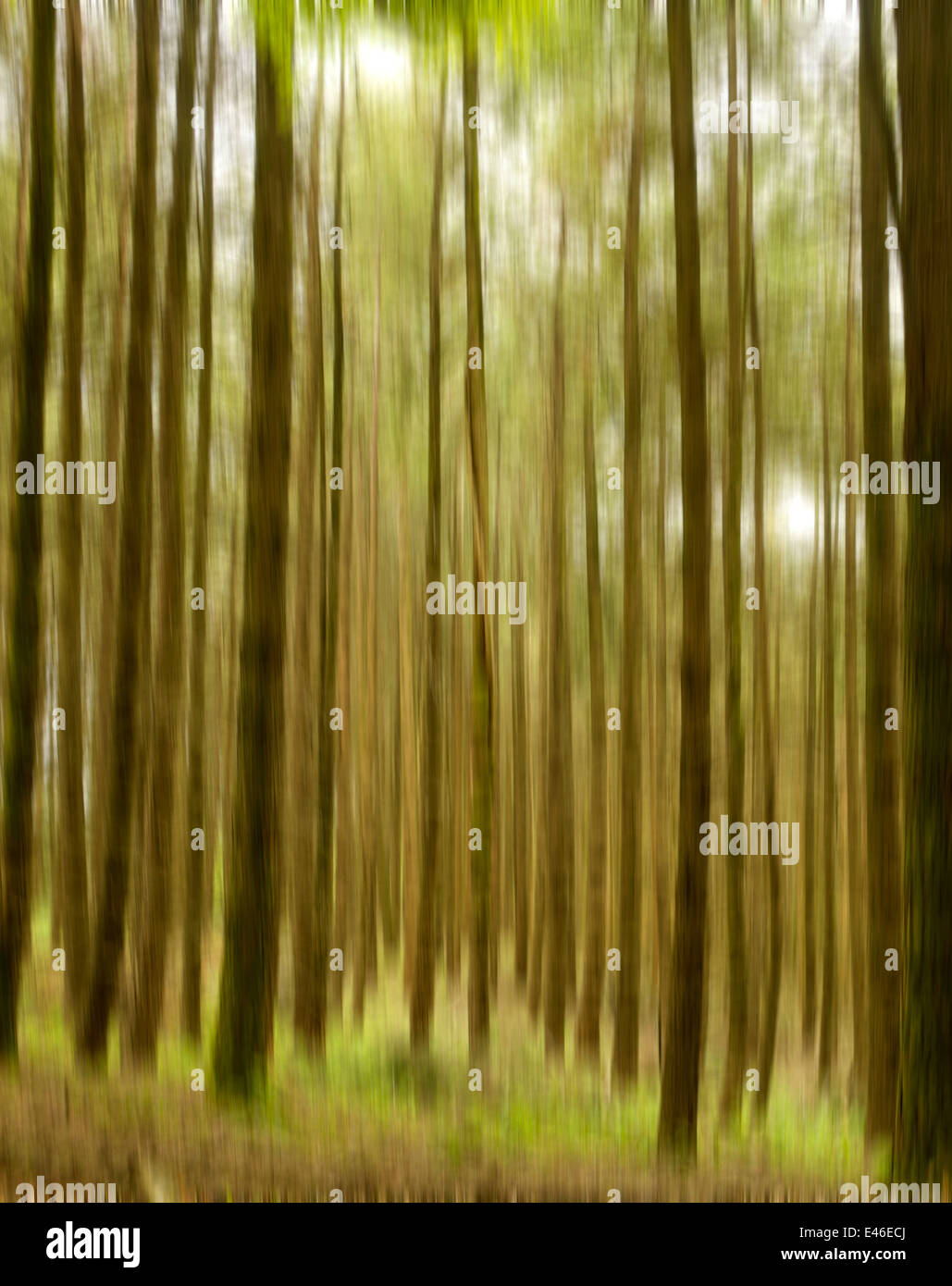Blurred pattern of trees in a forest Stock Photo