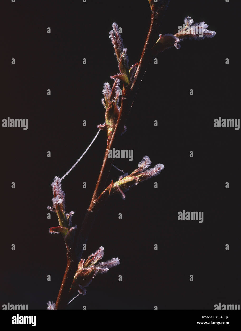 Willow & Spider Stock Photo Alamy