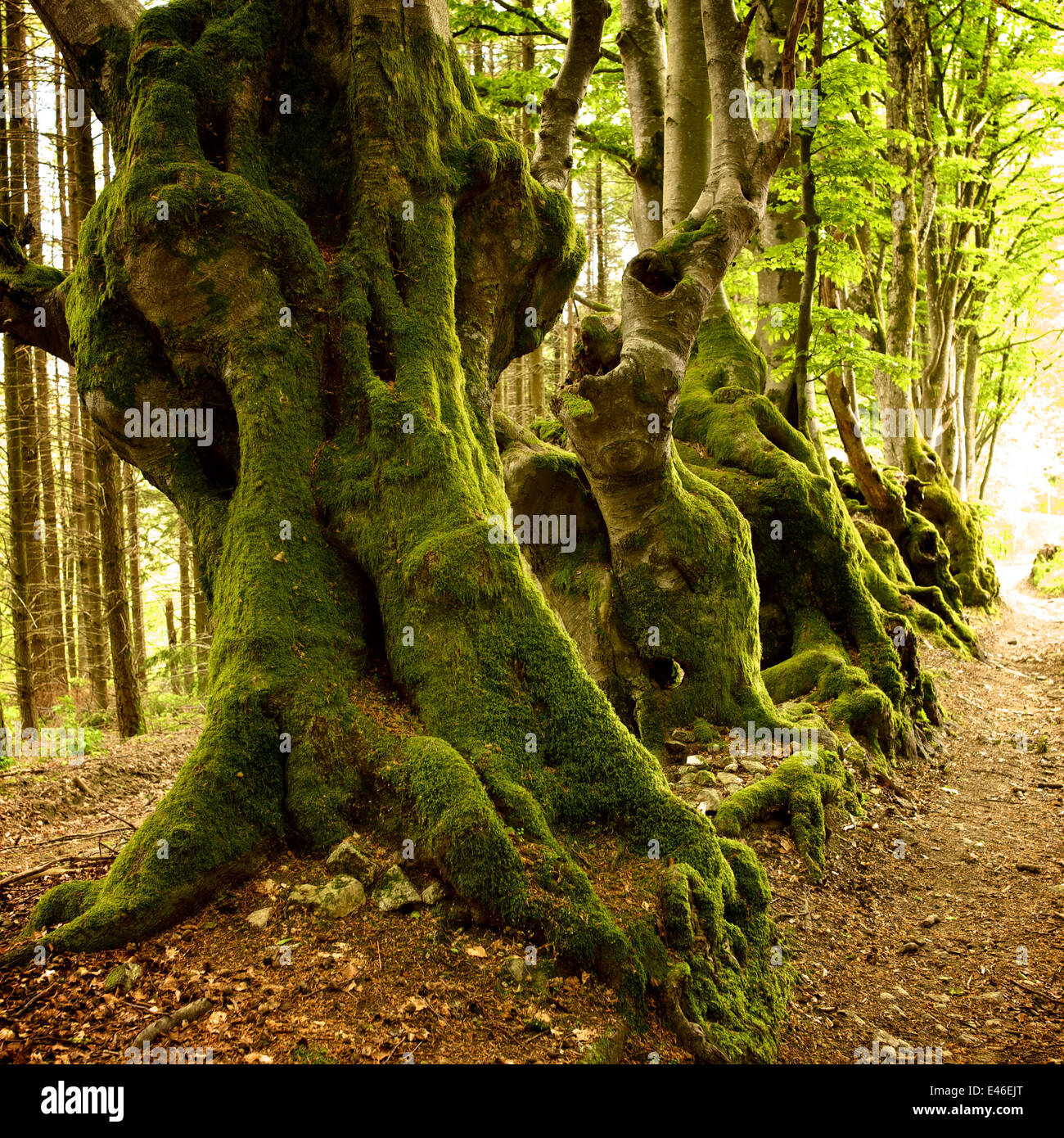 Woodland path lined with old beech trees with twisted trunks Stock Photo