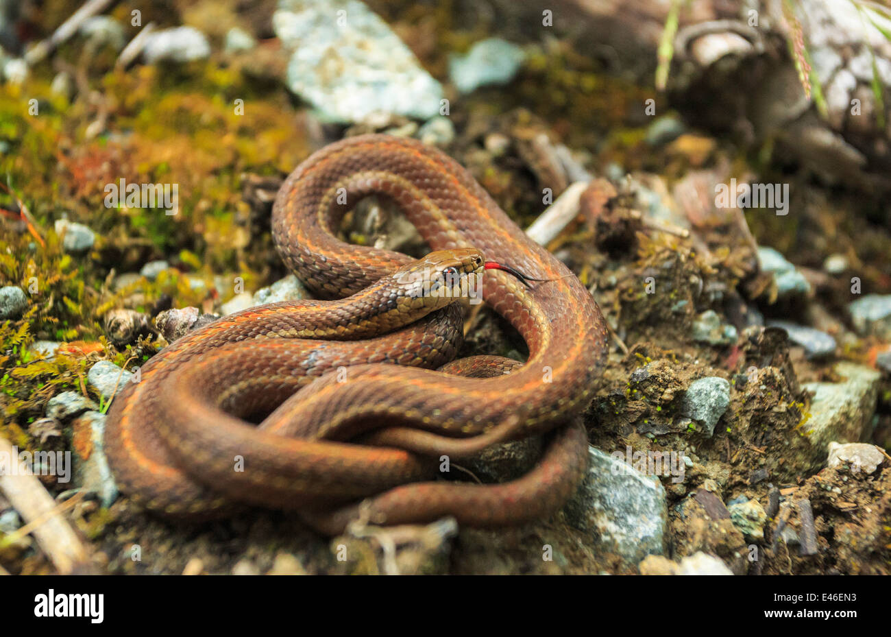 A garter snake with it's tongue out. Stock Photo