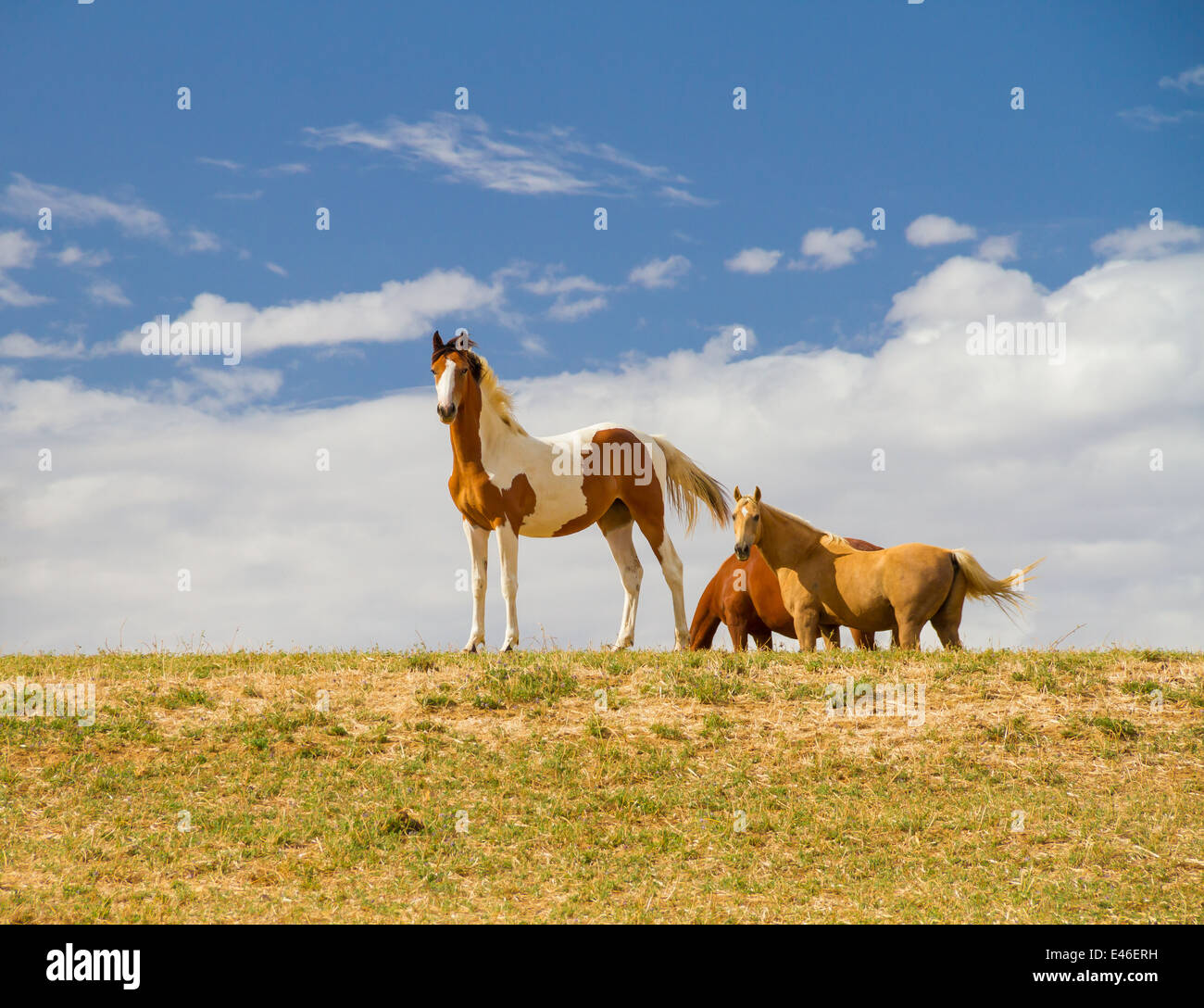 Pinto horse in the foreground with a palomino and another one at the