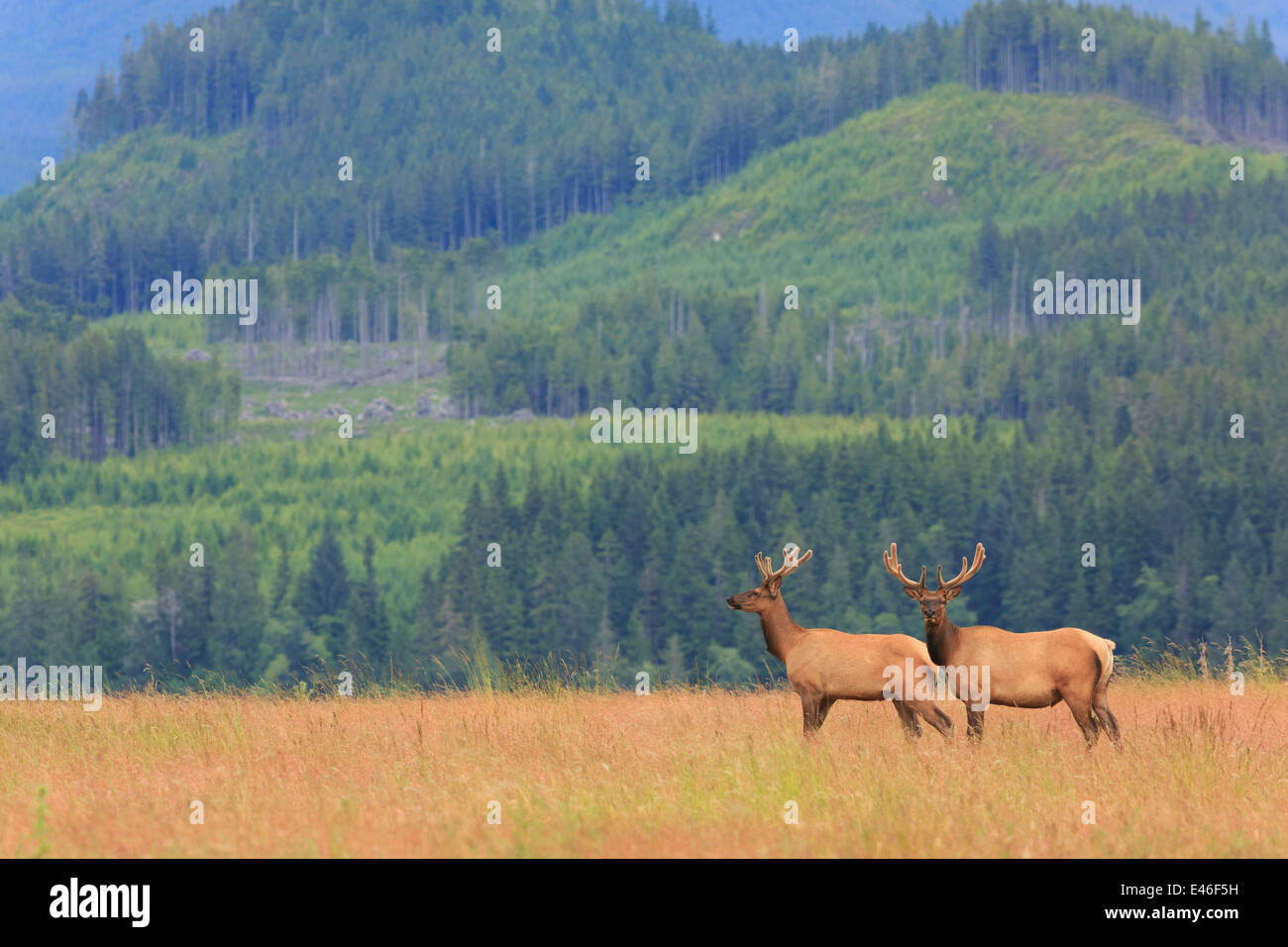 Roosevelt Elk in the wild on Vancouver Island, British Columbia. Stock Photo