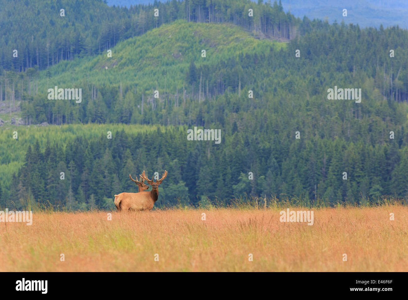 Roosevelt Elk in the wild on Vancouver Island, British Columbia. Stock Photo