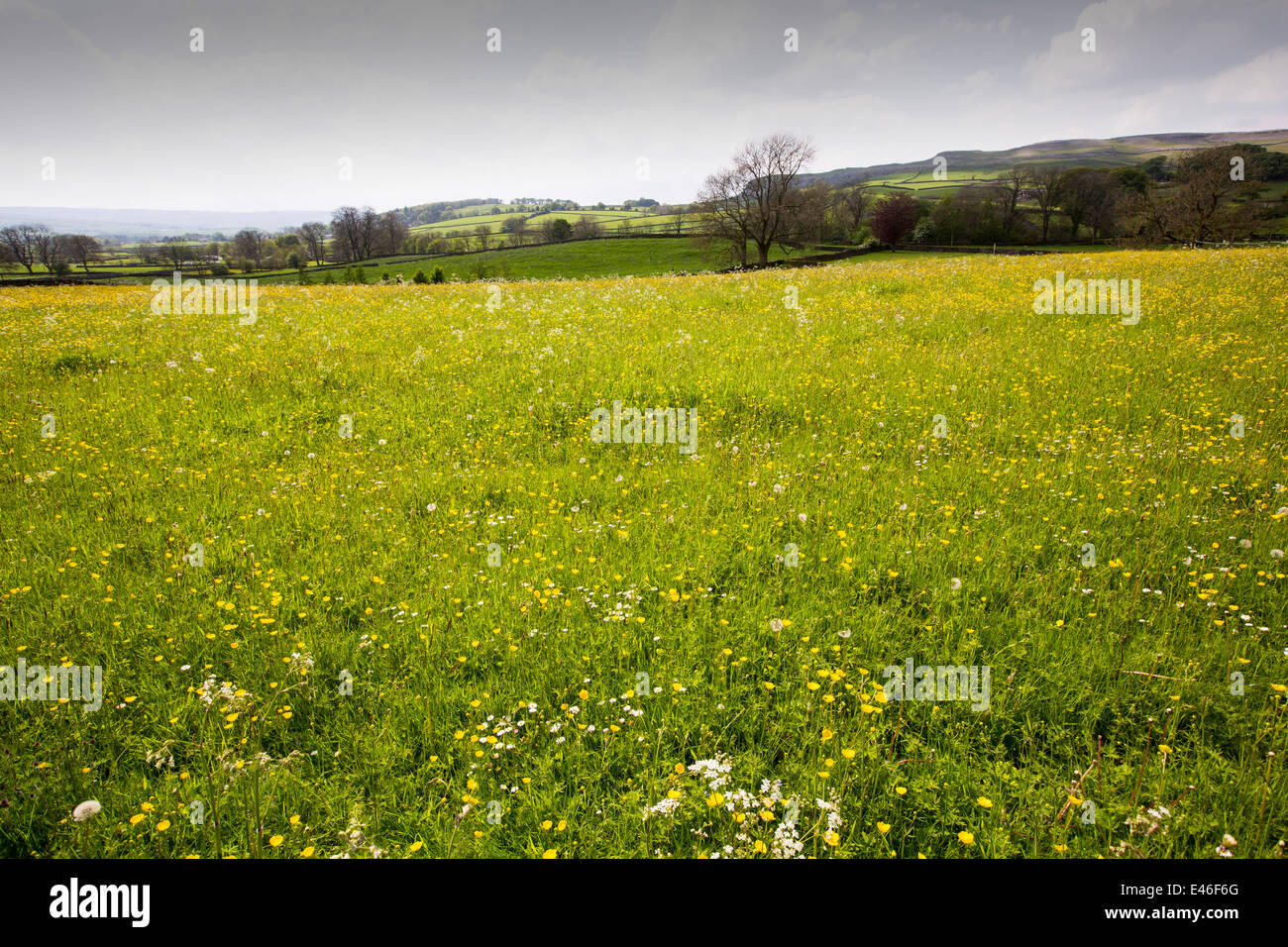 Wild flower hay meadows in Austwick in the Yorkshire Dales, UK Stock