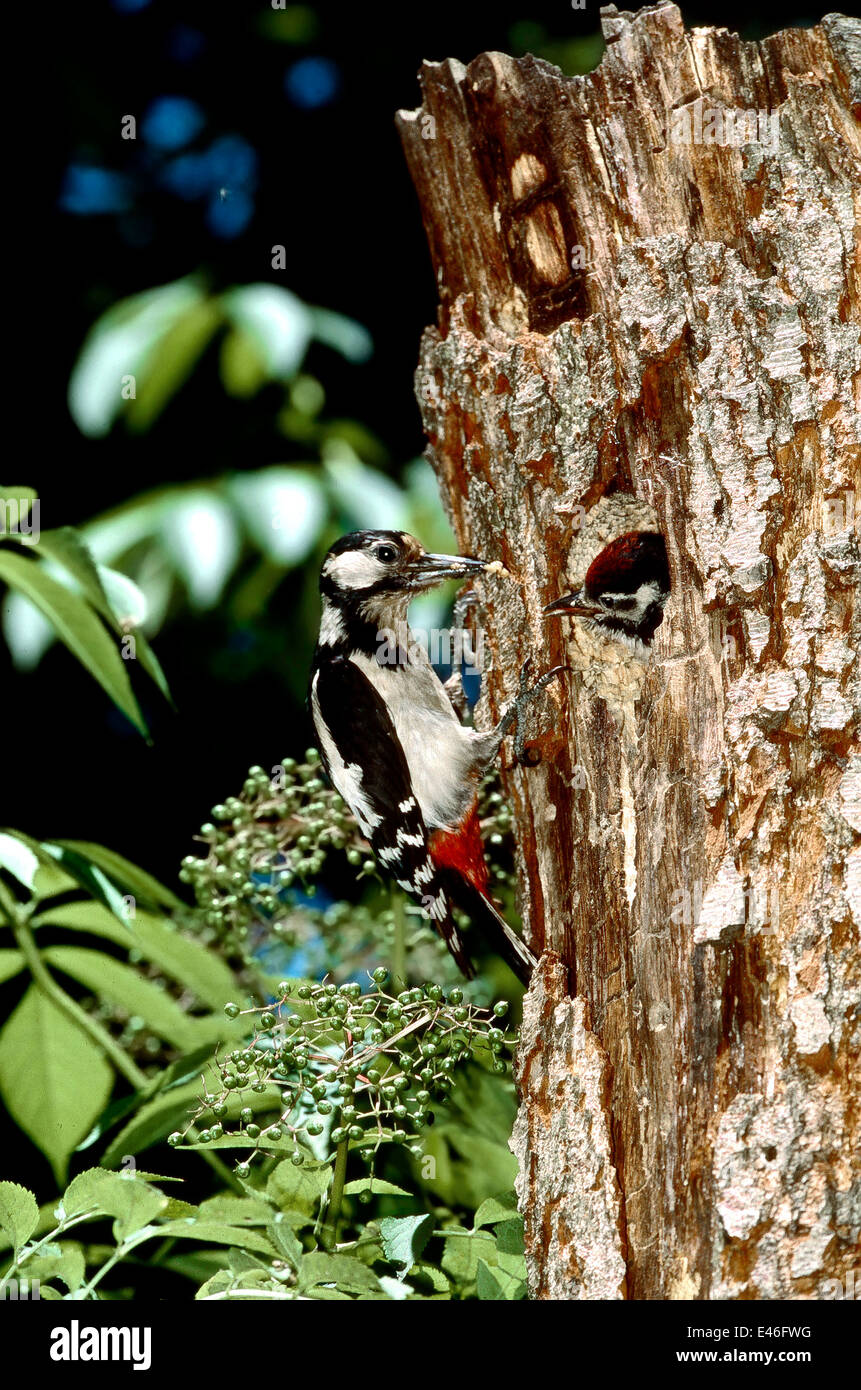 Female Great Spotted Woodpeckers Hi res Stock Photography And Images female-great-spotted-woodpeckers-hi-res-stock-photography-and-images
