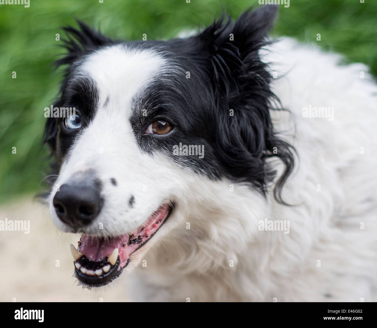 Happy looking Border Collie dog Stock Photo