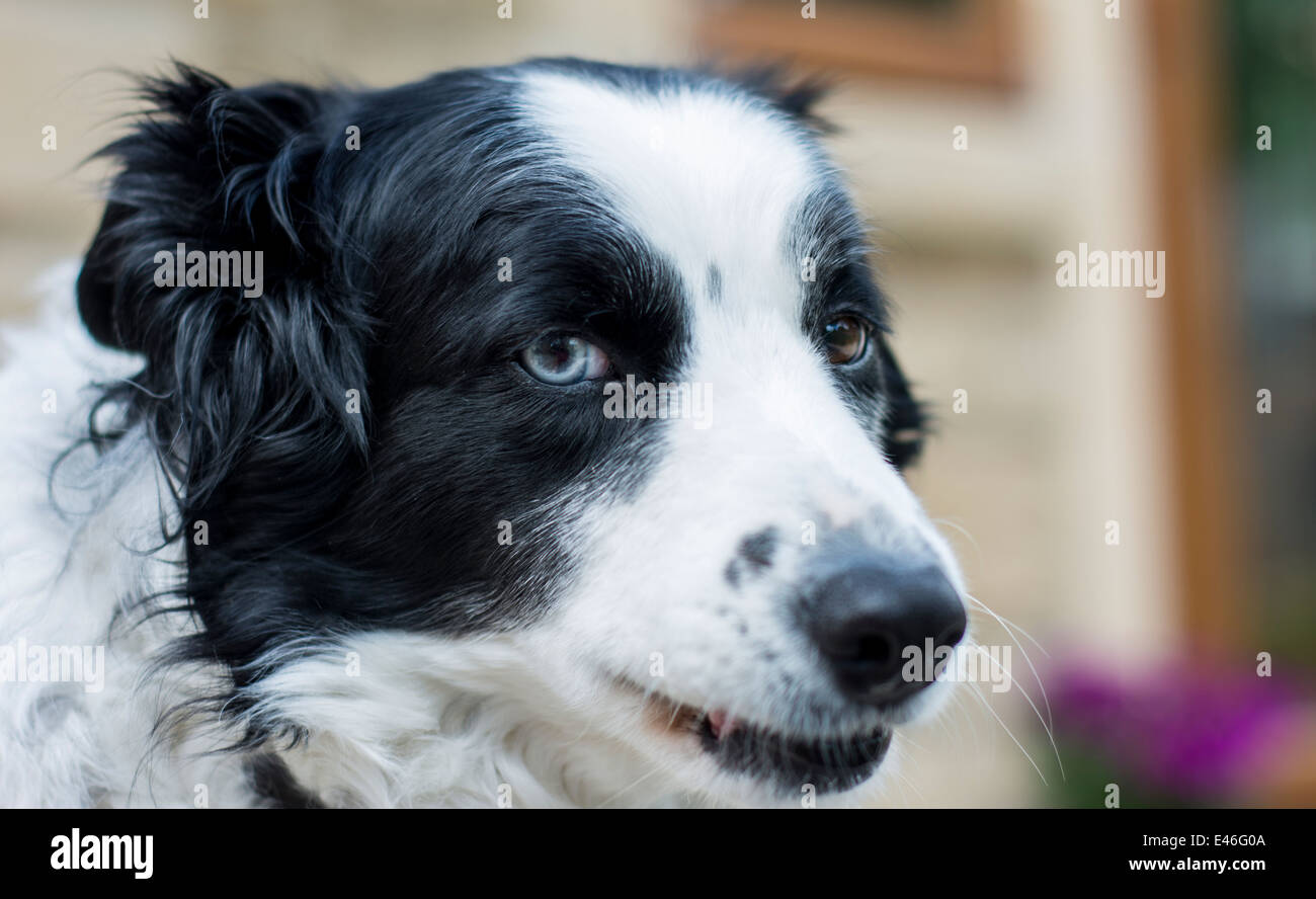 Snout view of a border collie dog Stock Photo
