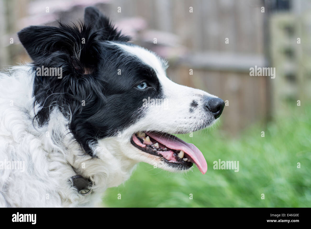 Side view of an old Border Collie dog Stock Photo 71444366 Alamy