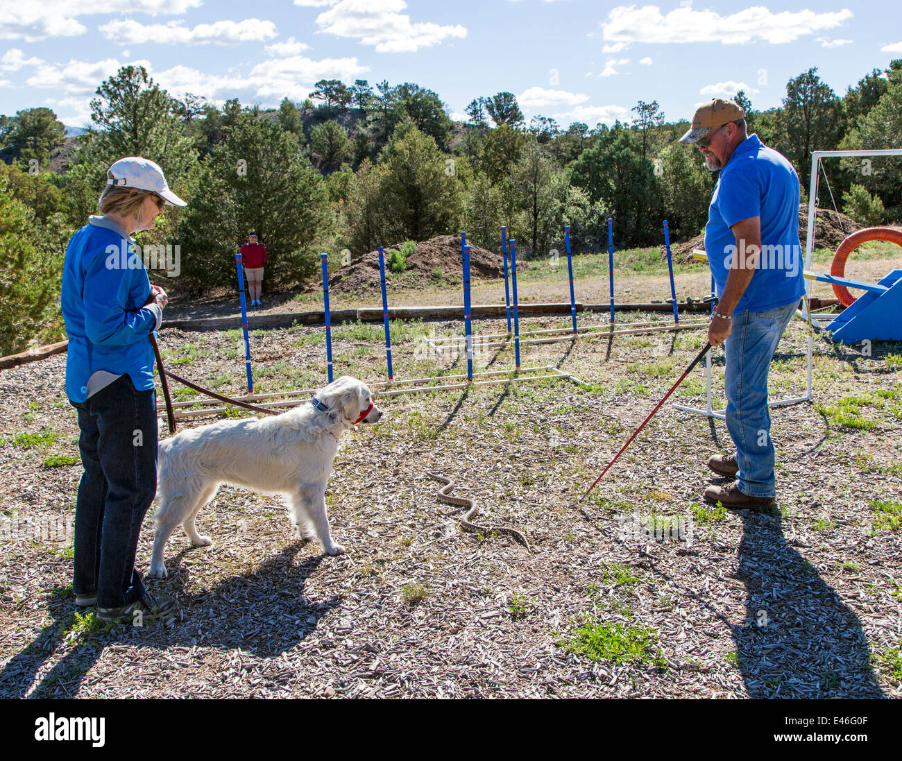 Male trainer and female owner with platinum colored Golden Retriever dog in rattlesnake avoidance workshop. Stock Photo
