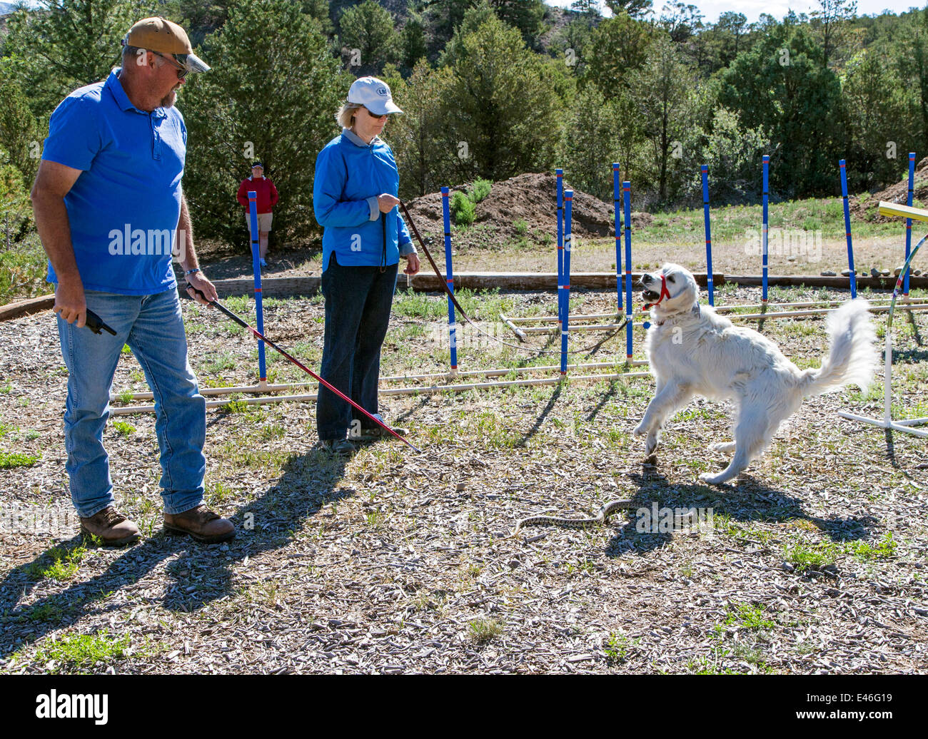 Male trainer and female owner with platinum colored Golden Retriever dog in rattlesnake avoidance workshop. Stock Photo
