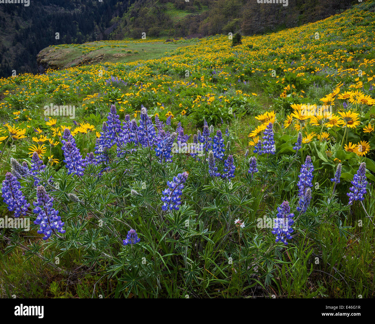 Columbia Gorge National Scenic Area, OR: Lupine and balsamroot blooming on Rowena Crest above the Columbia River. Stock Photo