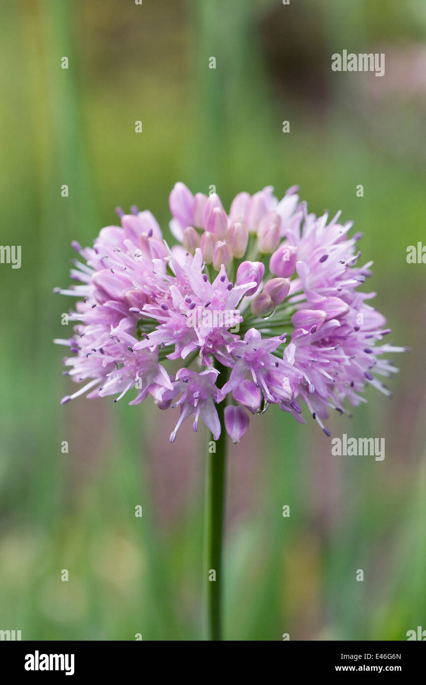 Allium nutans flower. Stock Photo