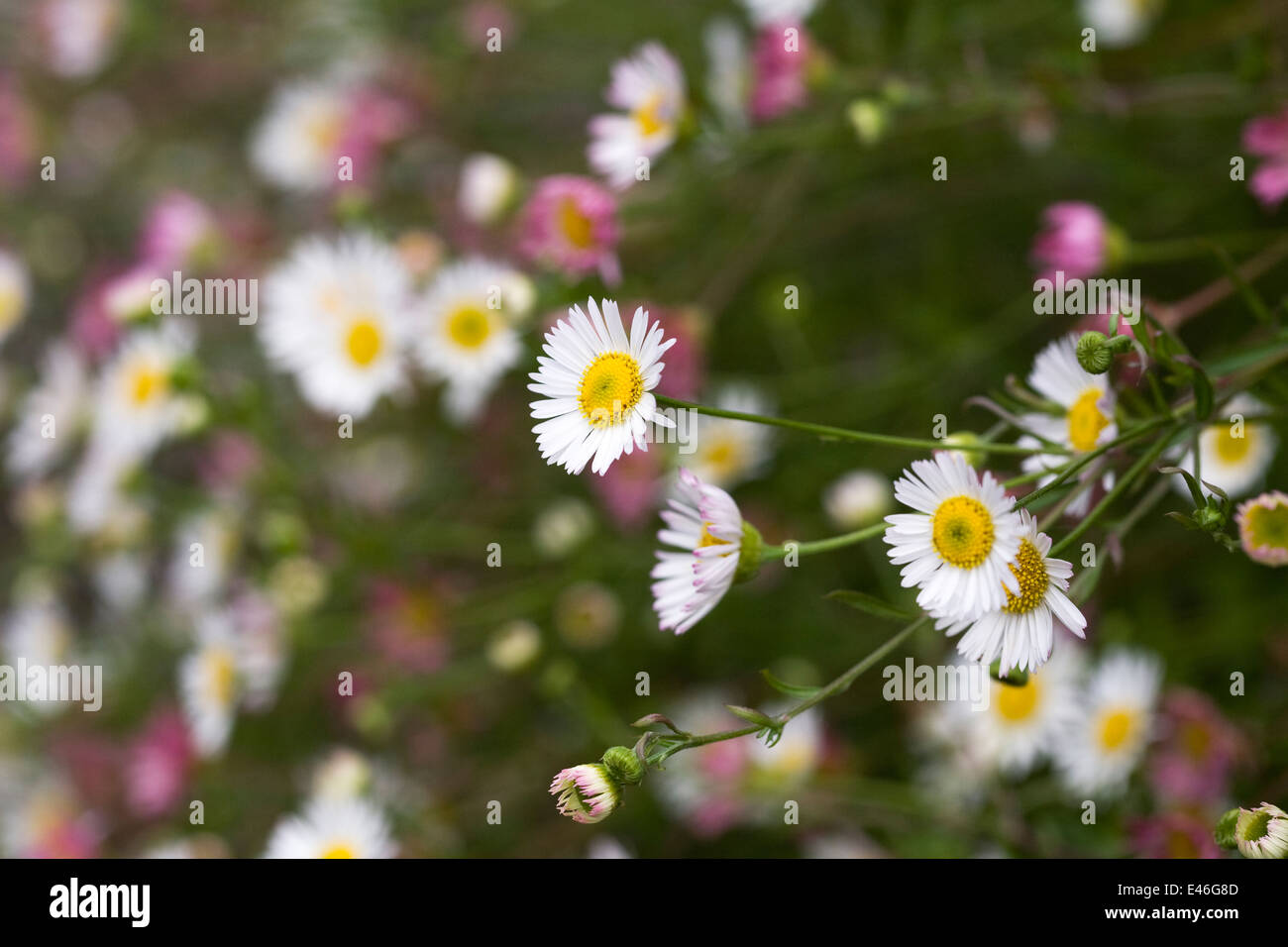 Erigeron karvinskianus. Fleabane flowers growing in a wall.. Stock Photo