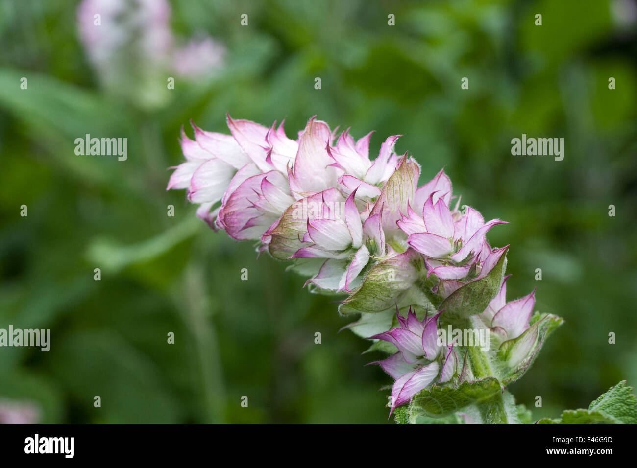 Salvia sclarea flower. Clary Sage plant. Stock Photo
