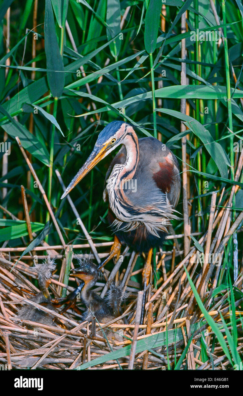 Purple heron (Ardea purpurea) on the nest among the reeds in a reed bed of the Po River Delta Park, Italy Stock Photo