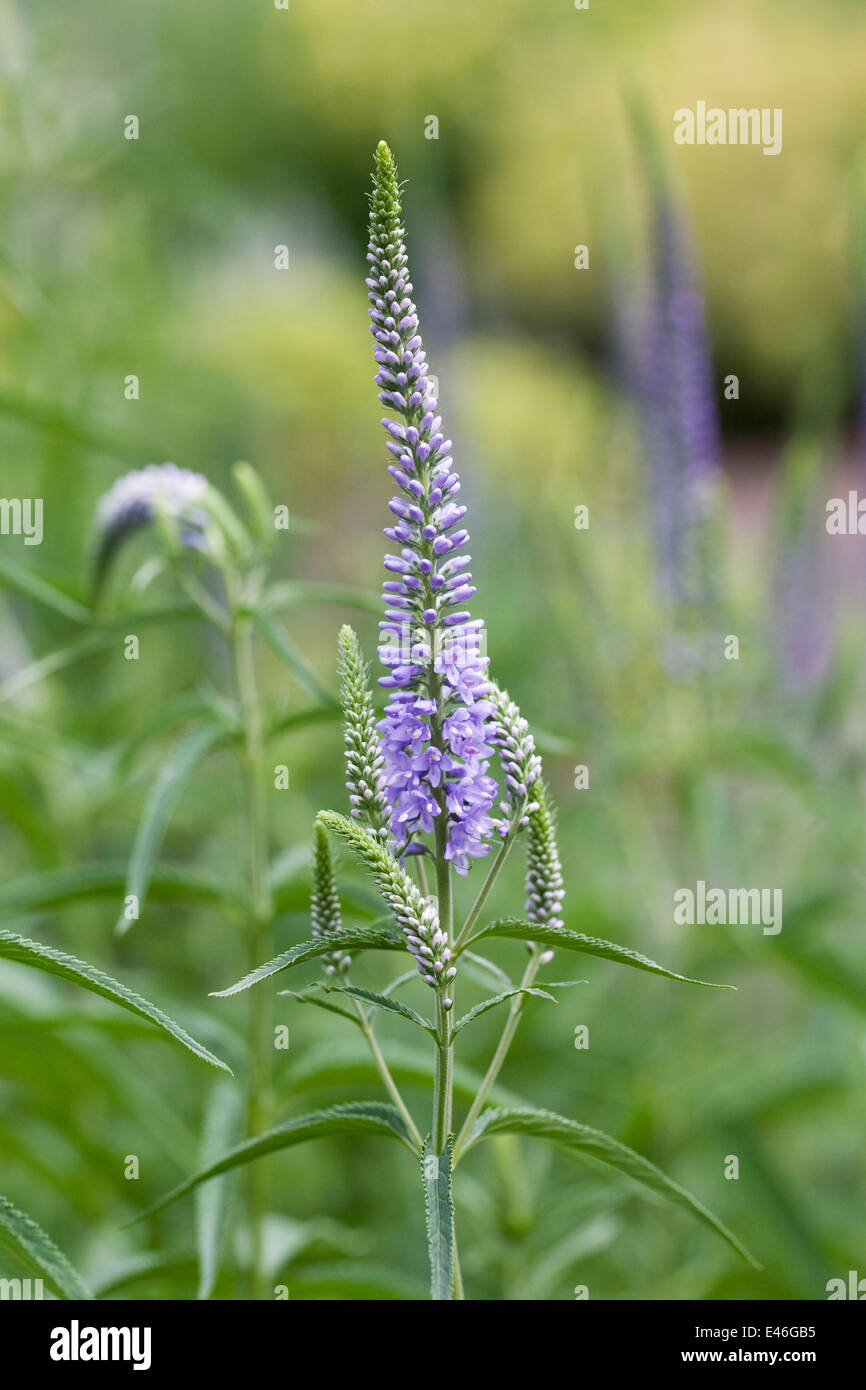 Veronica longifolia growing in an herbaceous border. Speedwell. Stock Photo