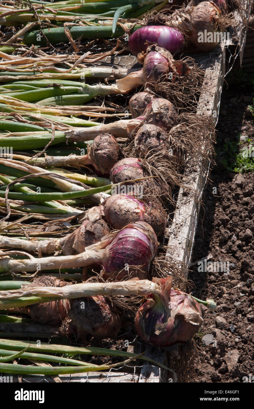 Onion rack hires stock photography and images Alamy
