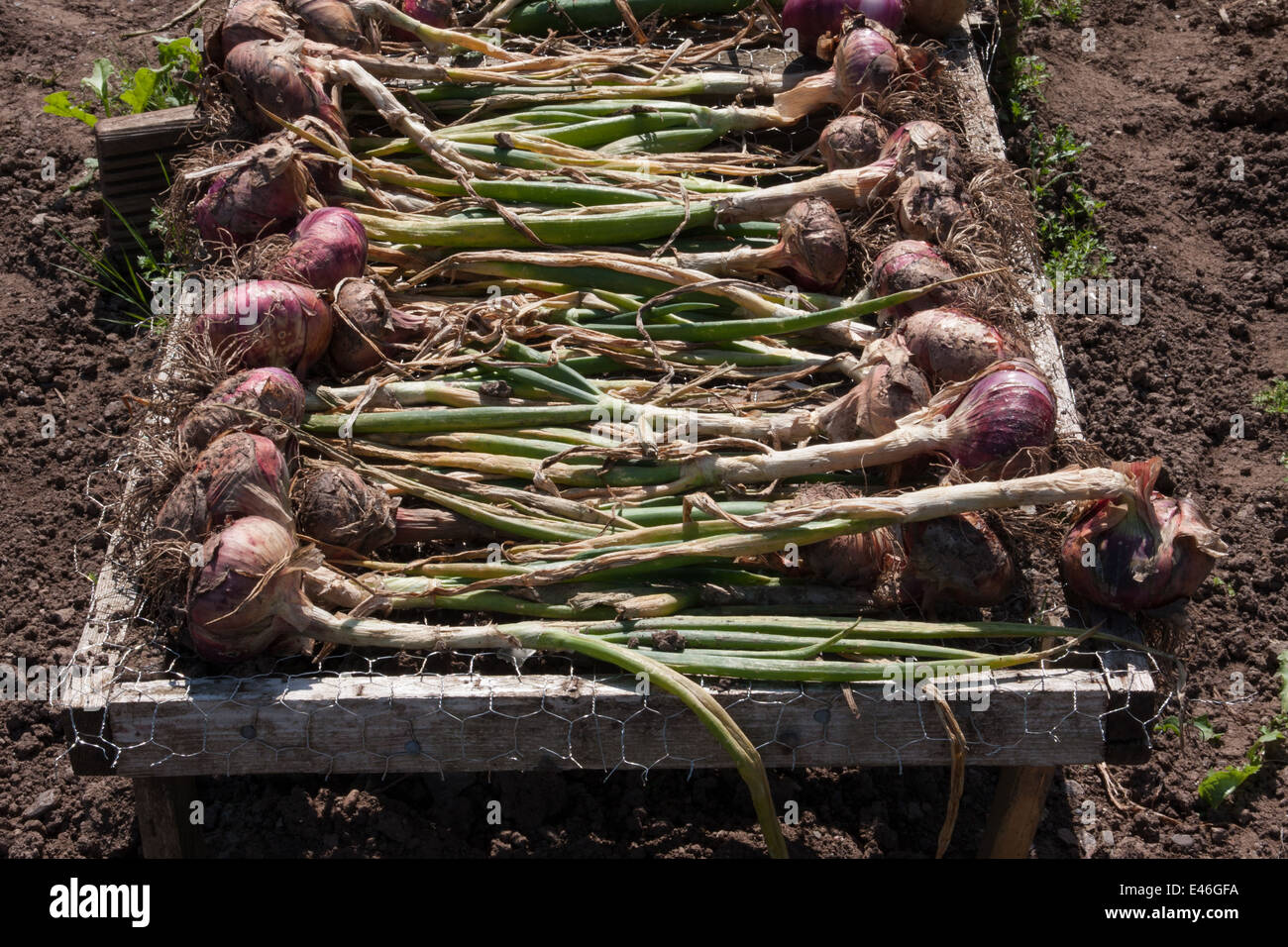 Onion rack hires stock photography and images Alamy