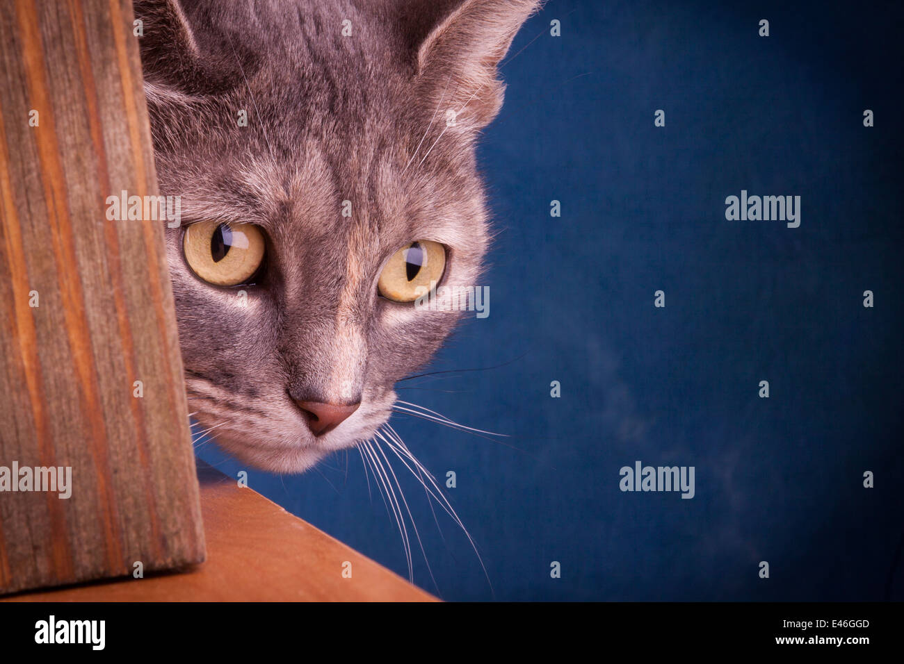 Hunting Tabby cat Stock Photo - Alamy