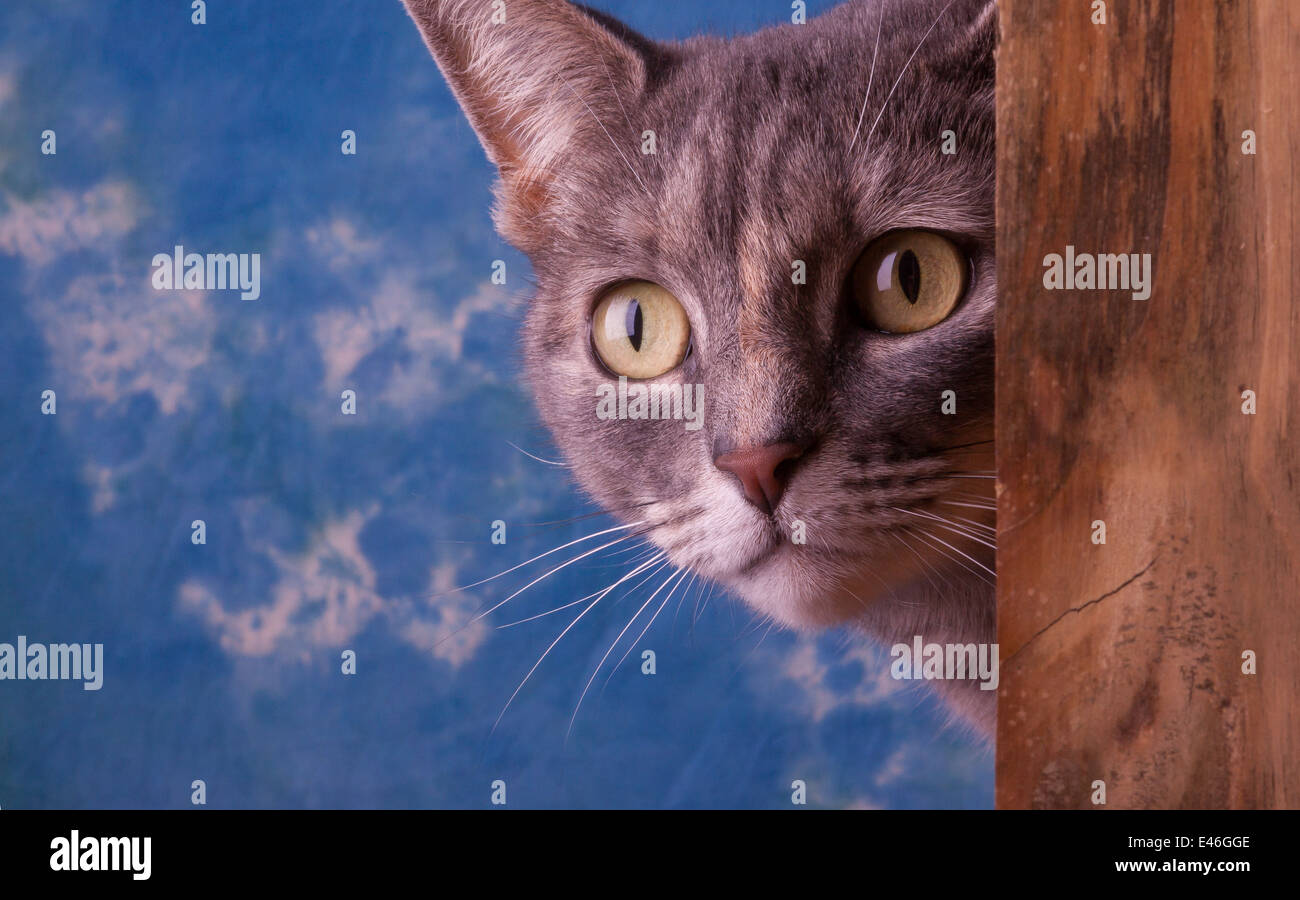 Hunting Tabby cat Stock Photo - Alamy