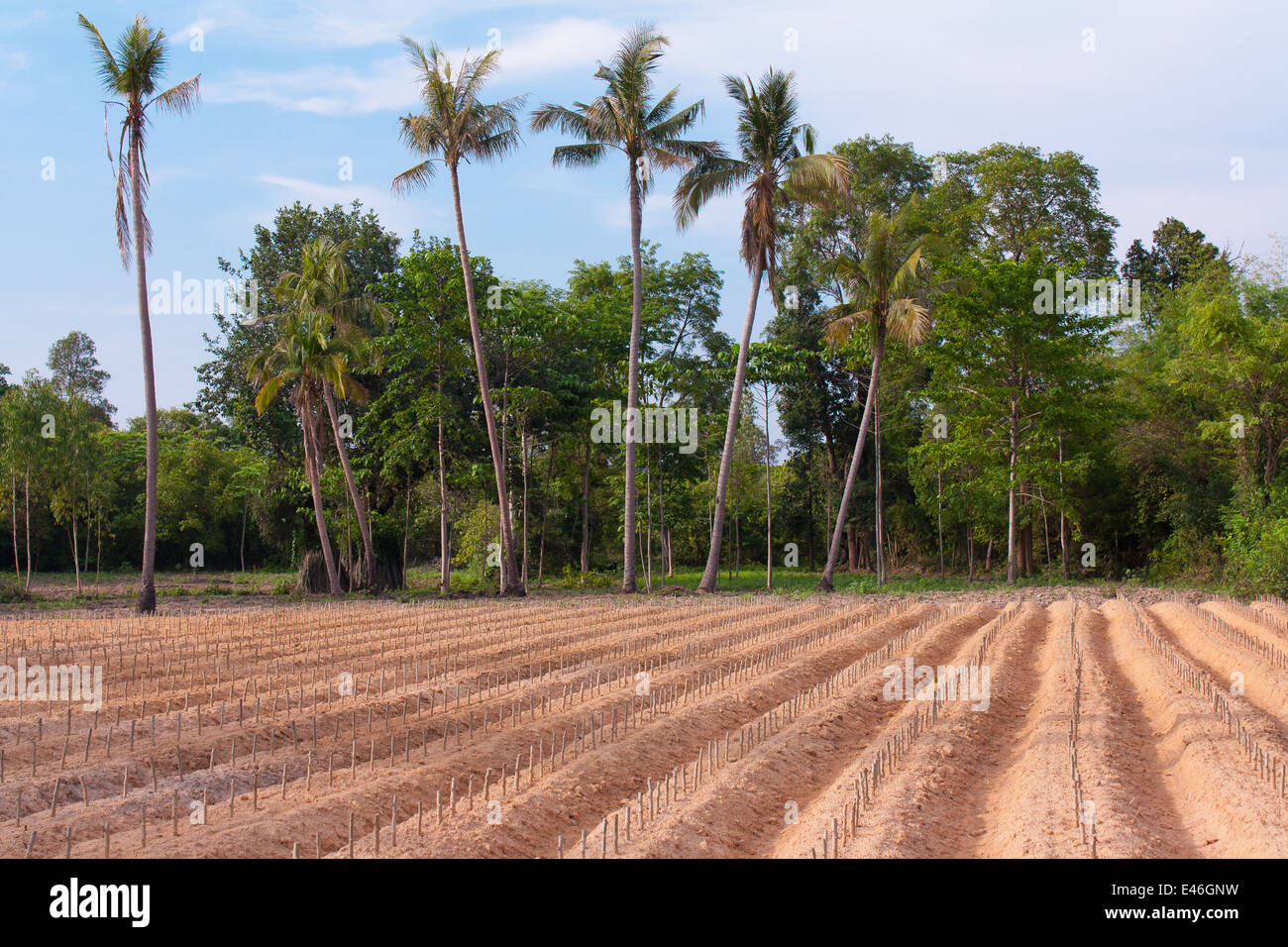 start cultivation Cassava or manioc plant field at Thailand Stock Photo