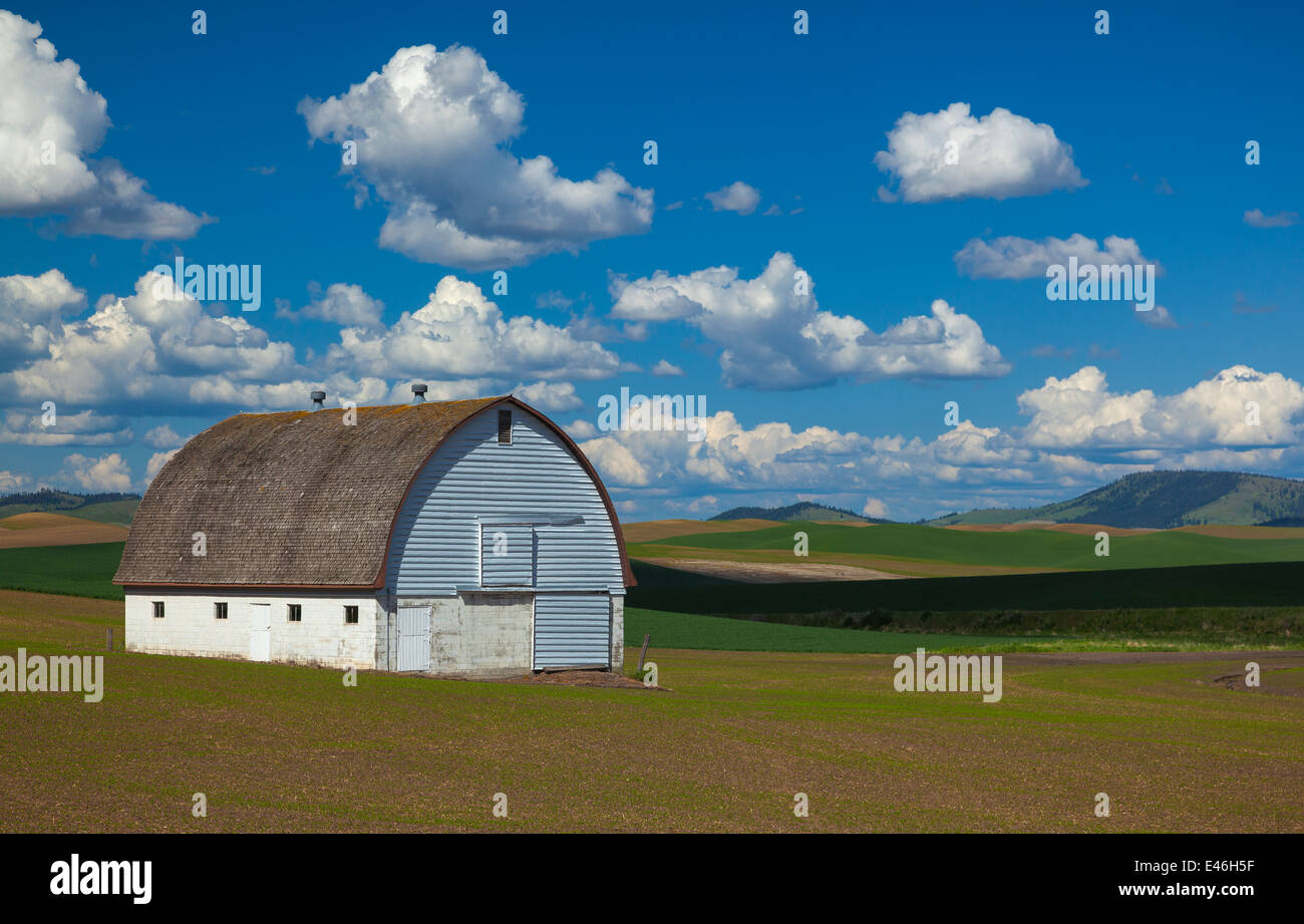 The Palouse, Whitman County, WA: White barn set in the rolling wheat fields Stock Photo