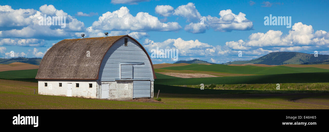 The Palouse, Whitman County, WA: White barn in the rolling wheat fields of the Palouse Stock Photo