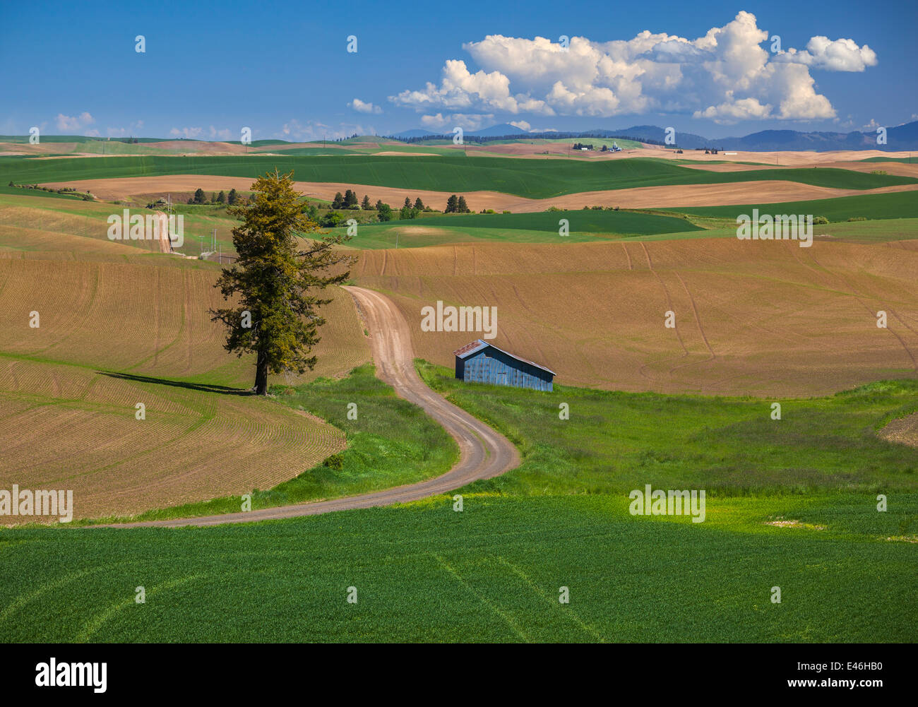The Palouse, Whitman County, WA: Country road meanders through newly plnated spring fields Stock Photo