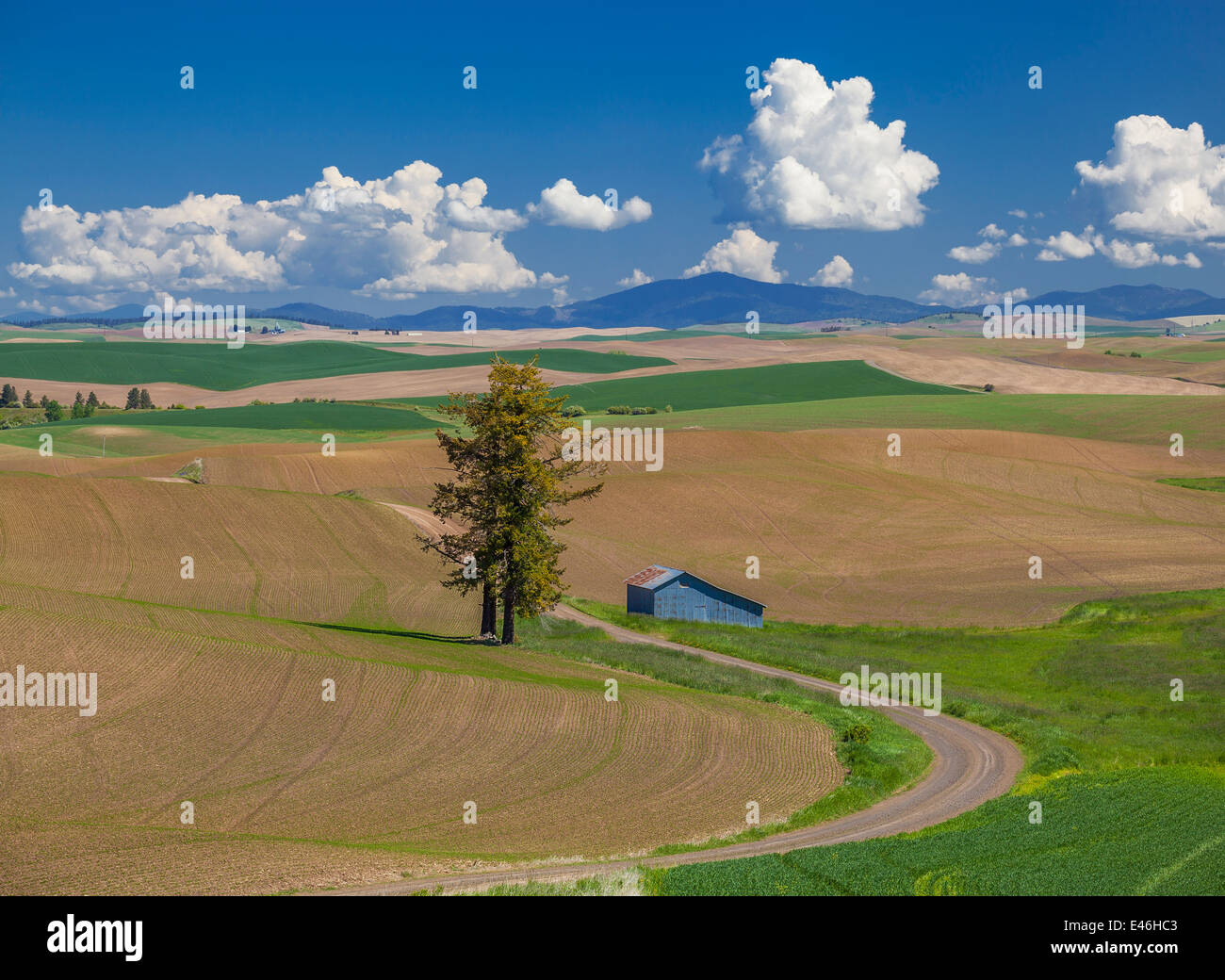 The Palouse, Whitman County, WA Country road meanders through newly