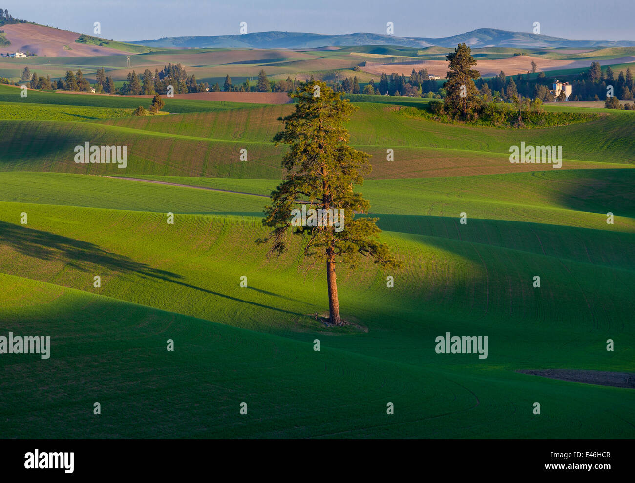 The Palouse, Whitman County, Washington: Single pine tree among rolling hills and patterns of emerging wheat Stock Photo