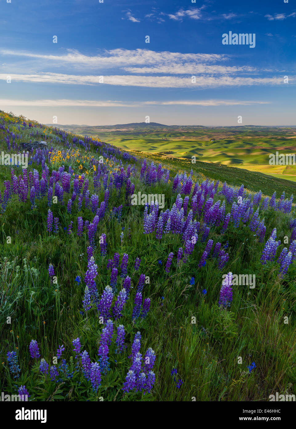 The Palouse, Whitman County, WA: Lupine blooming on Steptoe Butte with the green hills of the Palouse Country Stock Photo
