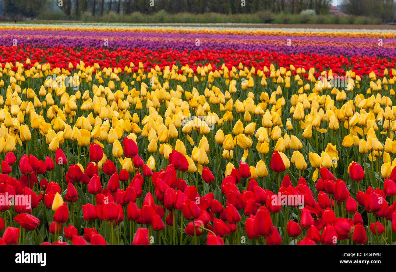 Skagit County, WA: Rows of red and yellow tulips blooming in spring Stock Photo