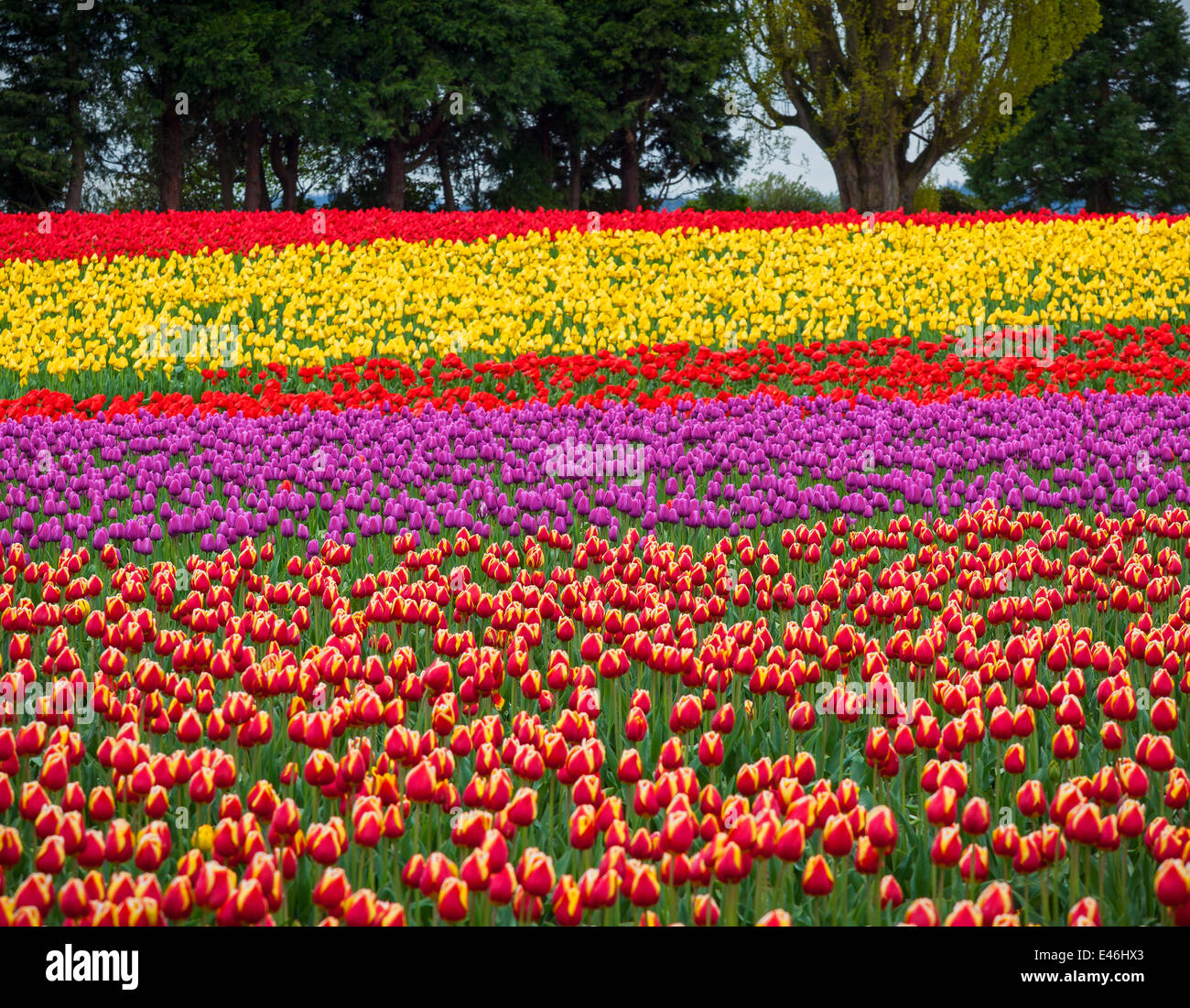 Skagit County, WA Fields of colorful tulips blooming - near Mount Vernon. 'Courtesy of the Washington Bulb Co. Inc.' Stock Photo