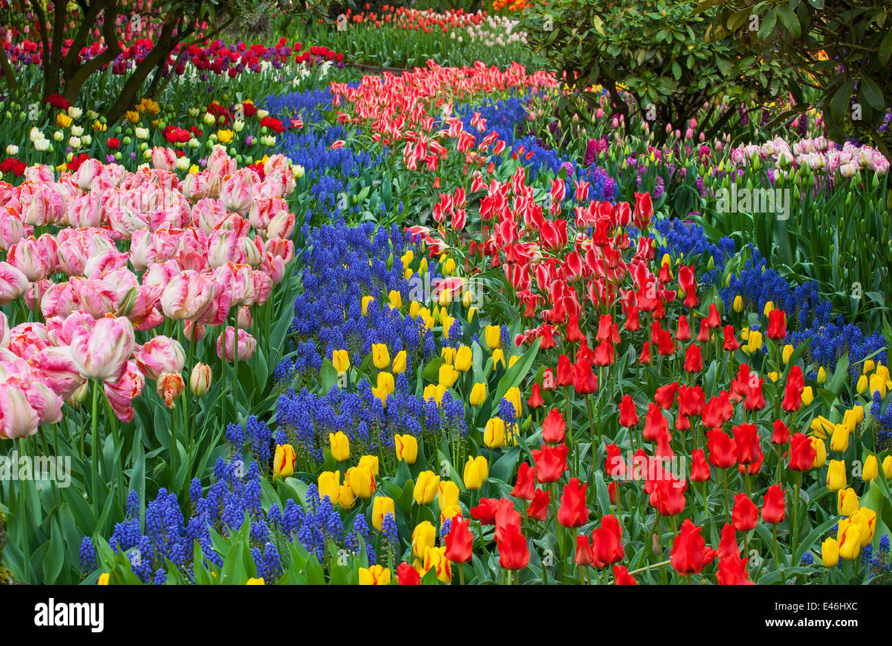 Skagit County, WA: Assorted varieties of flowering tulips and grape hyacinths form colorful patterns in the RoozenGaarde garden. Stock Photo