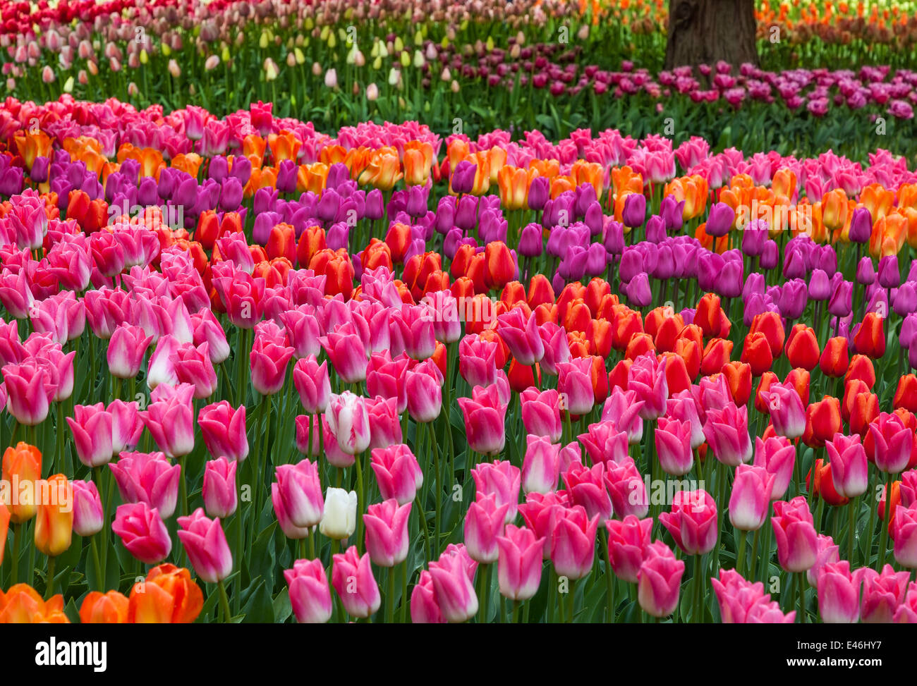 Skagit County, WA: Assorted varieties of flowering tulips form colorful patterns in the RoozenGaarde garden. Stock Photo
