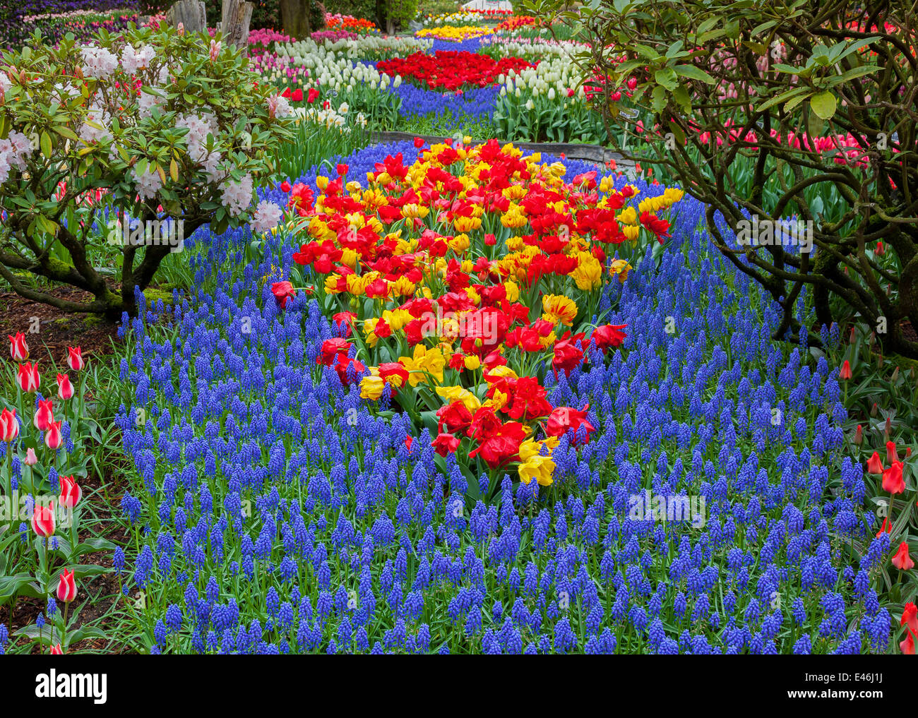Skagit County, WA: Assorted varieties of flowering tulips and grape hyacinths form colorful patterns with rhododendrons Stock Photo