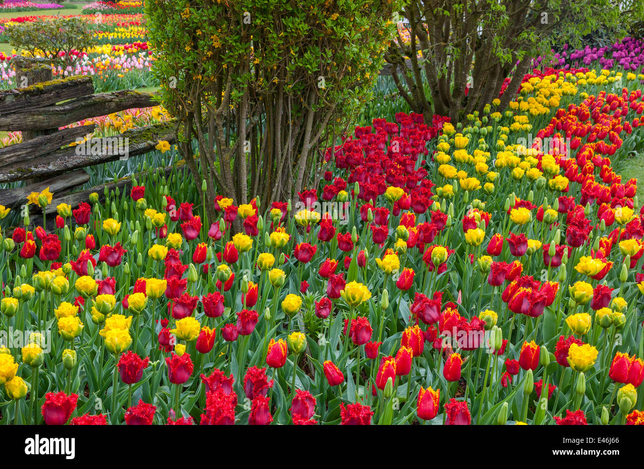 Skagit County, WA: Assorted varieties of flowering tulips and grape hyacinths form colorful patterns in the RoozenGaarde garden. Stock Photo