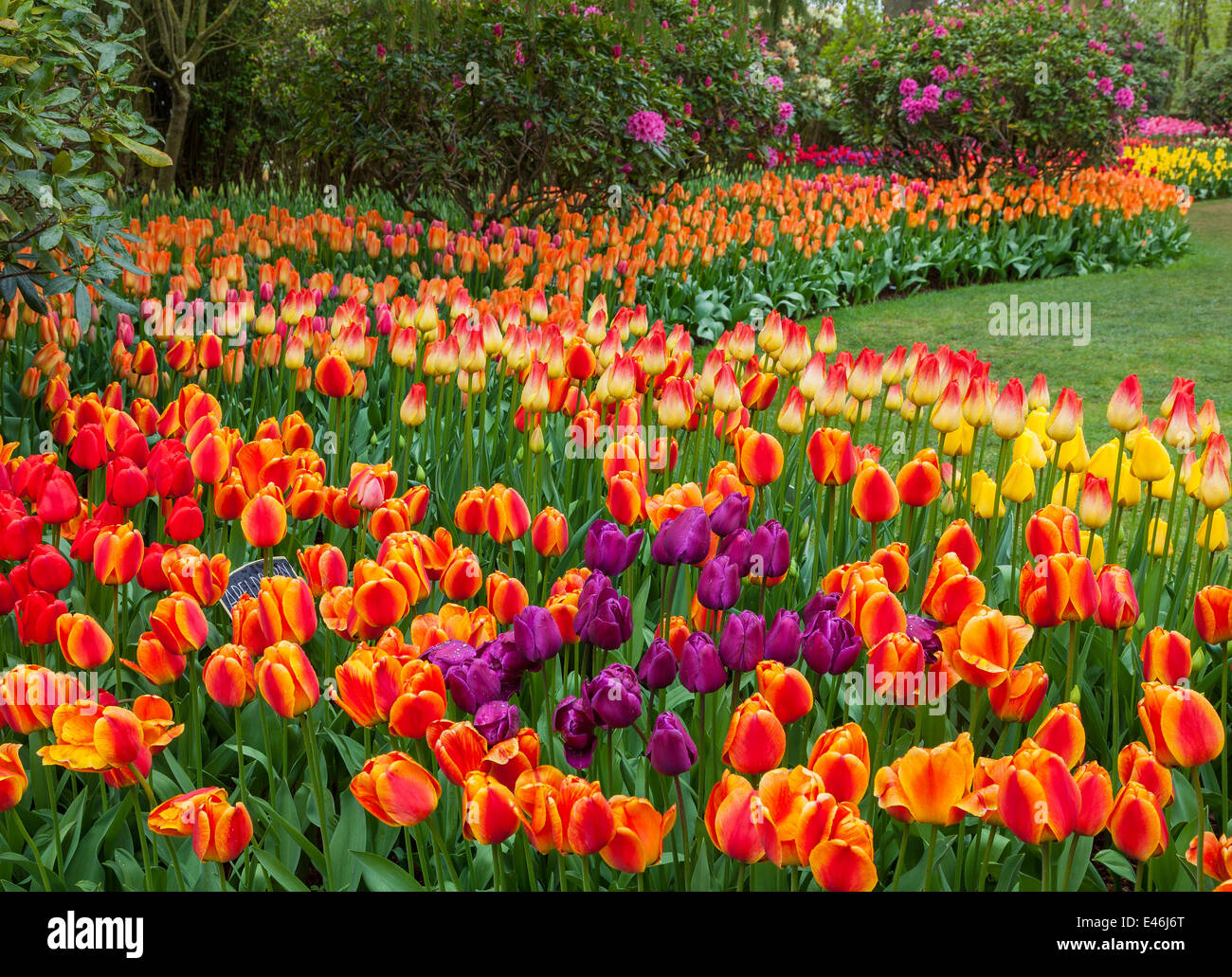 Skagit County, WA: Assorted varieties of flowering tulips form colorful patterns in the RoozenGaarde garden. Stock Photo