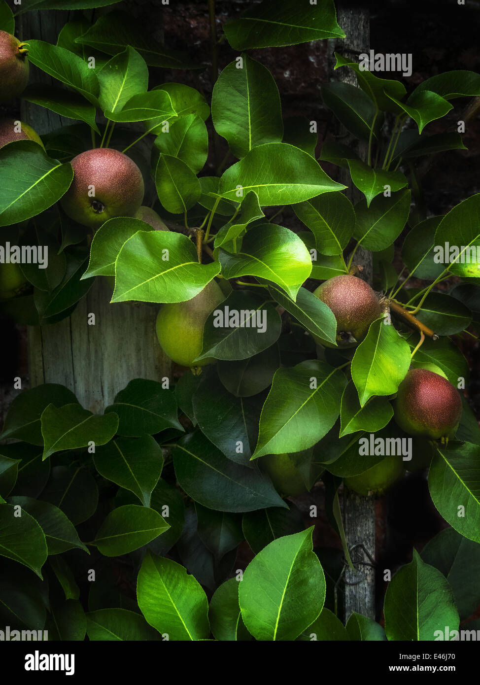 A vertical image of Pears in the English garden at Tryon Palace in New Bern North Carolina Stock Photo