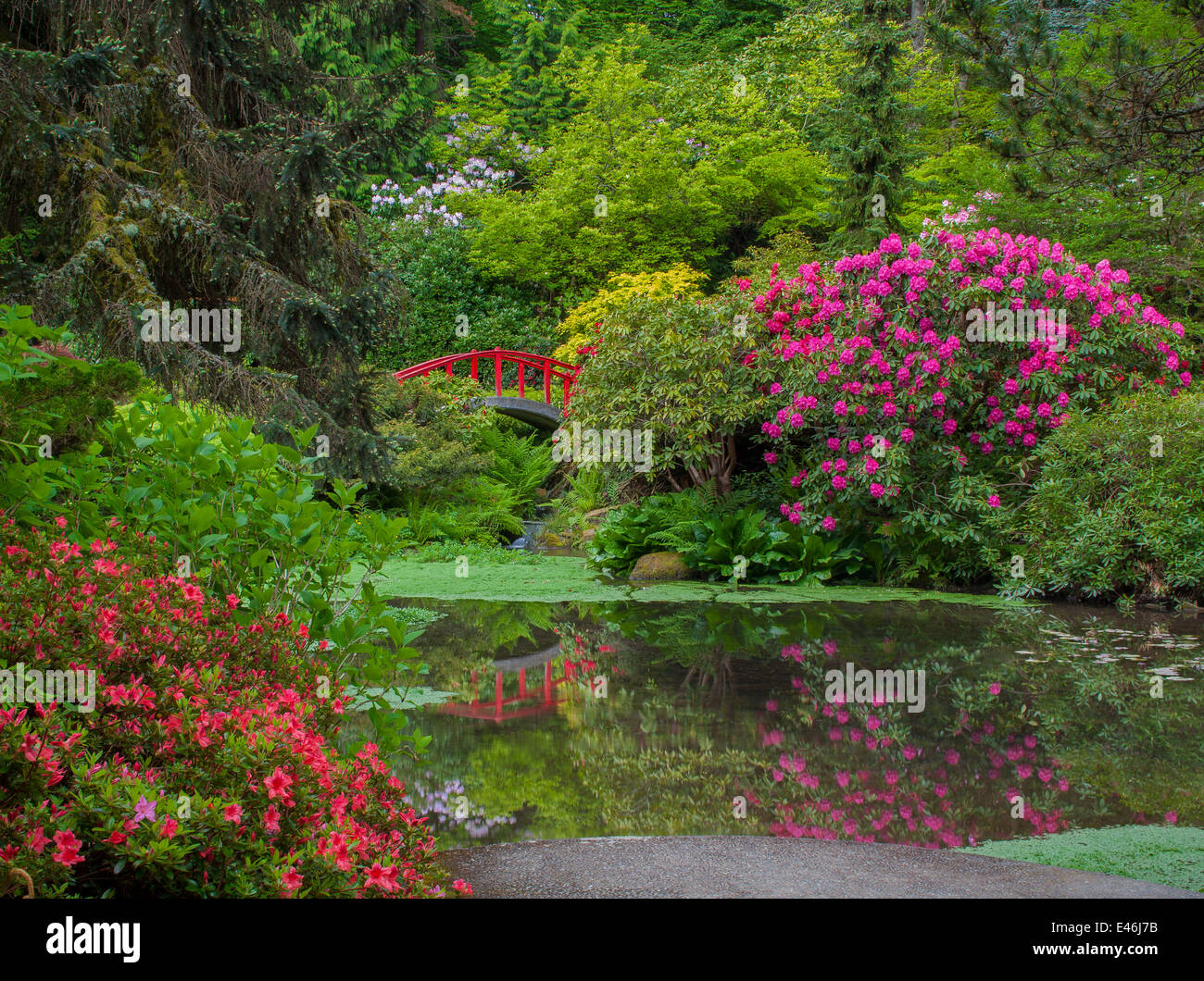 Kubota Garden, Seattle, WA: Rhododendrons and azaleas blooming in a ...