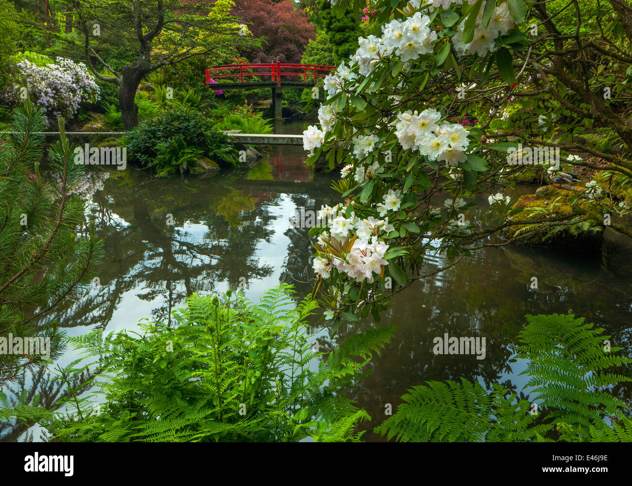 Kubota Garden, Seattle, WA: White blossoming rhododendron and Heart Bridge Stock Photo