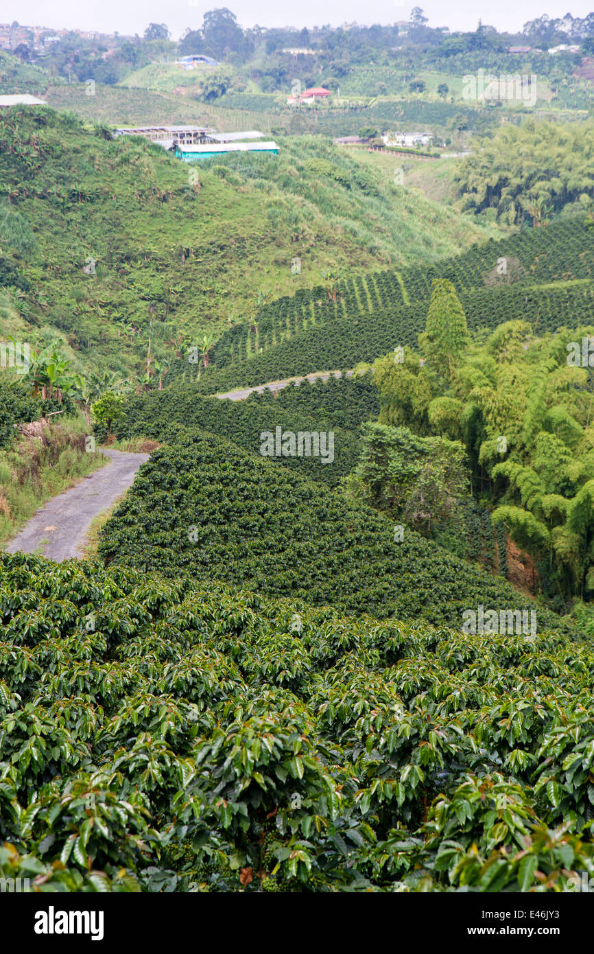 Colombia's Coffee Triangle: Pereira, Manizales And Armenia