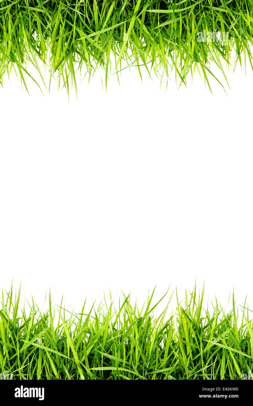 green grass isolated on white background Stock Photo - Alamy