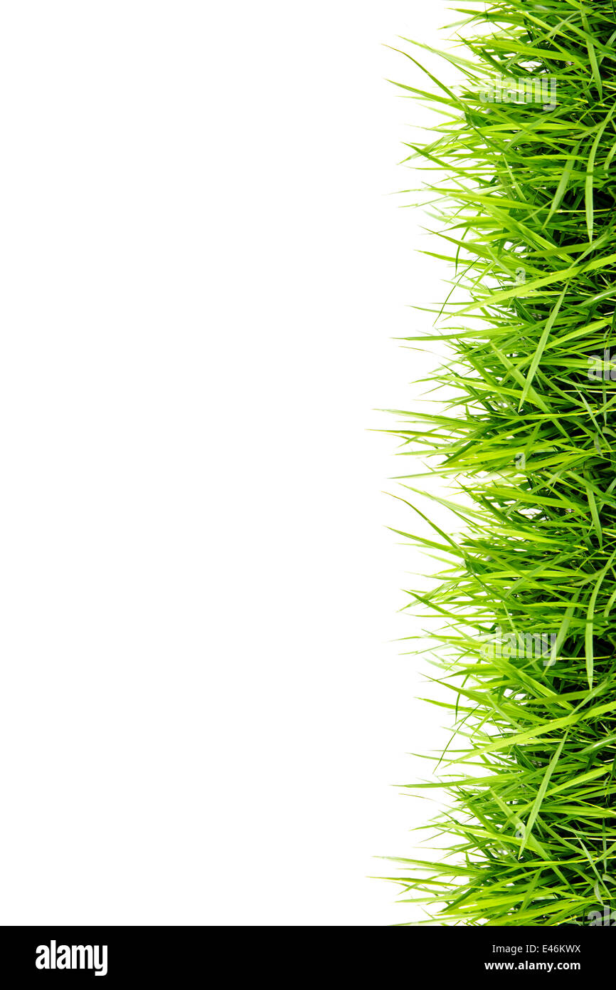 Green grass isolate on white background Stock Photo - Alamy
